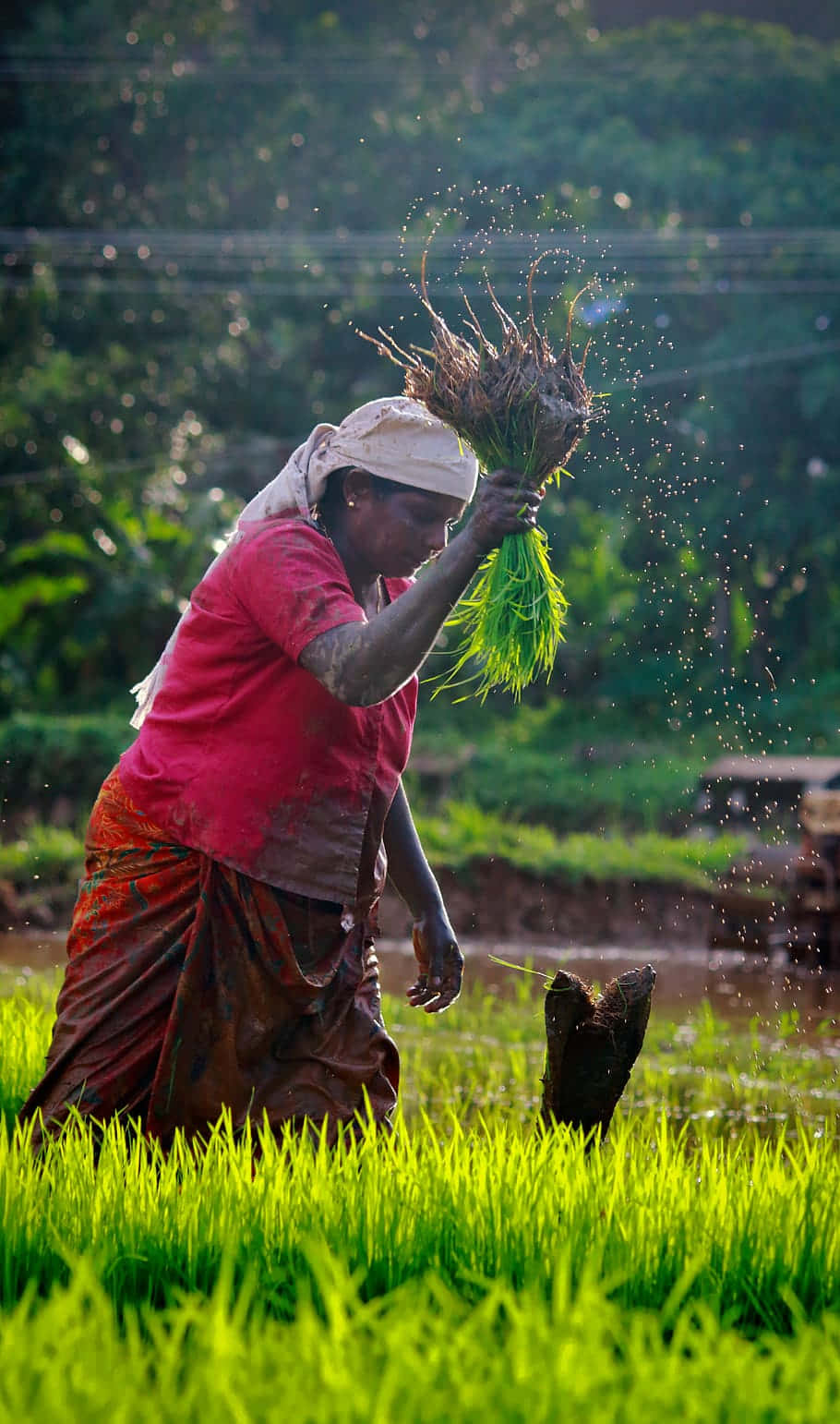 rice farmer, red shirt, brown wrap skirt, HD Phone Wallpaper