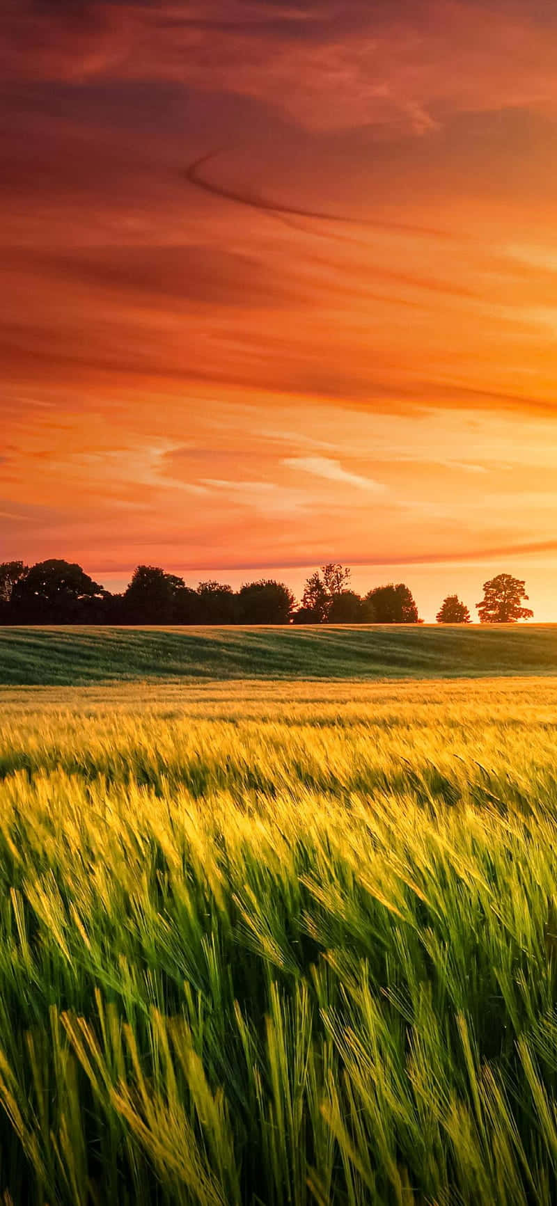 sunset, amber wheat field, fiery orange sunset sky, HD Phone Wallpaper