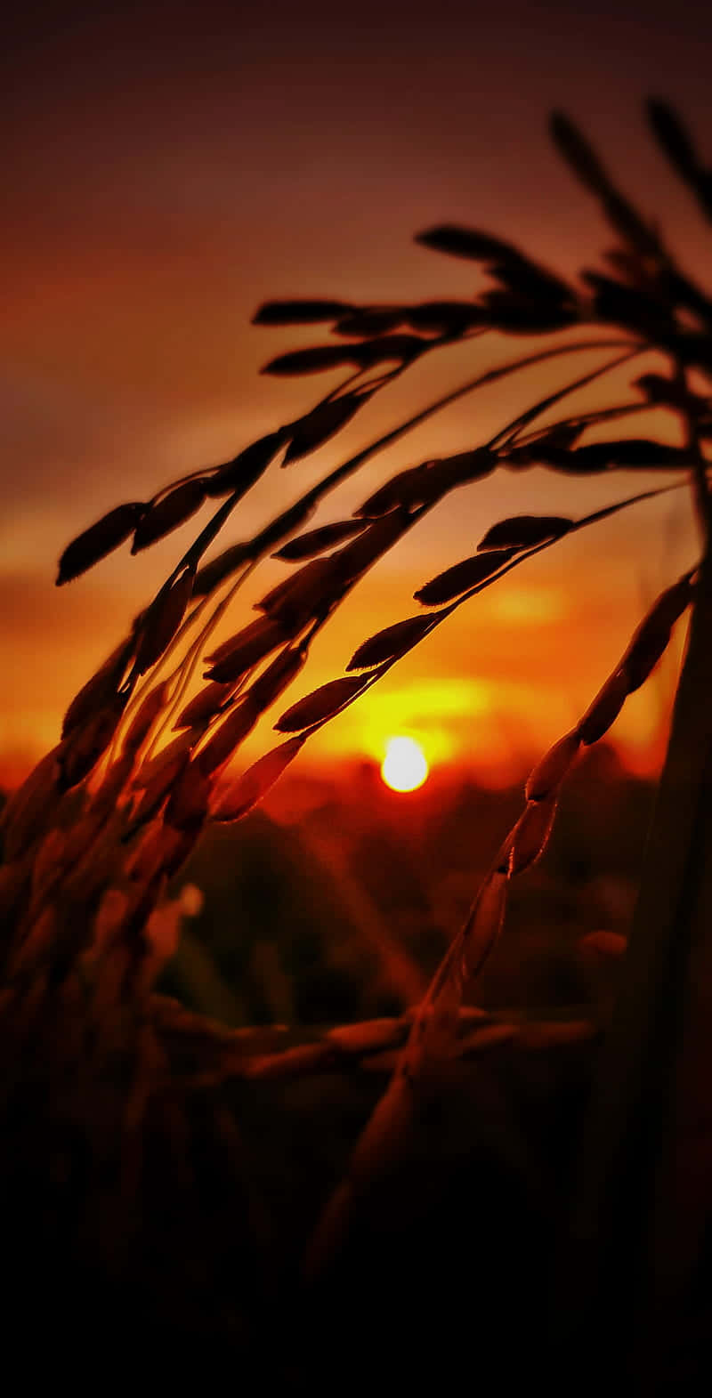 sunset, amber, grain field, HD Phone Wallpaper