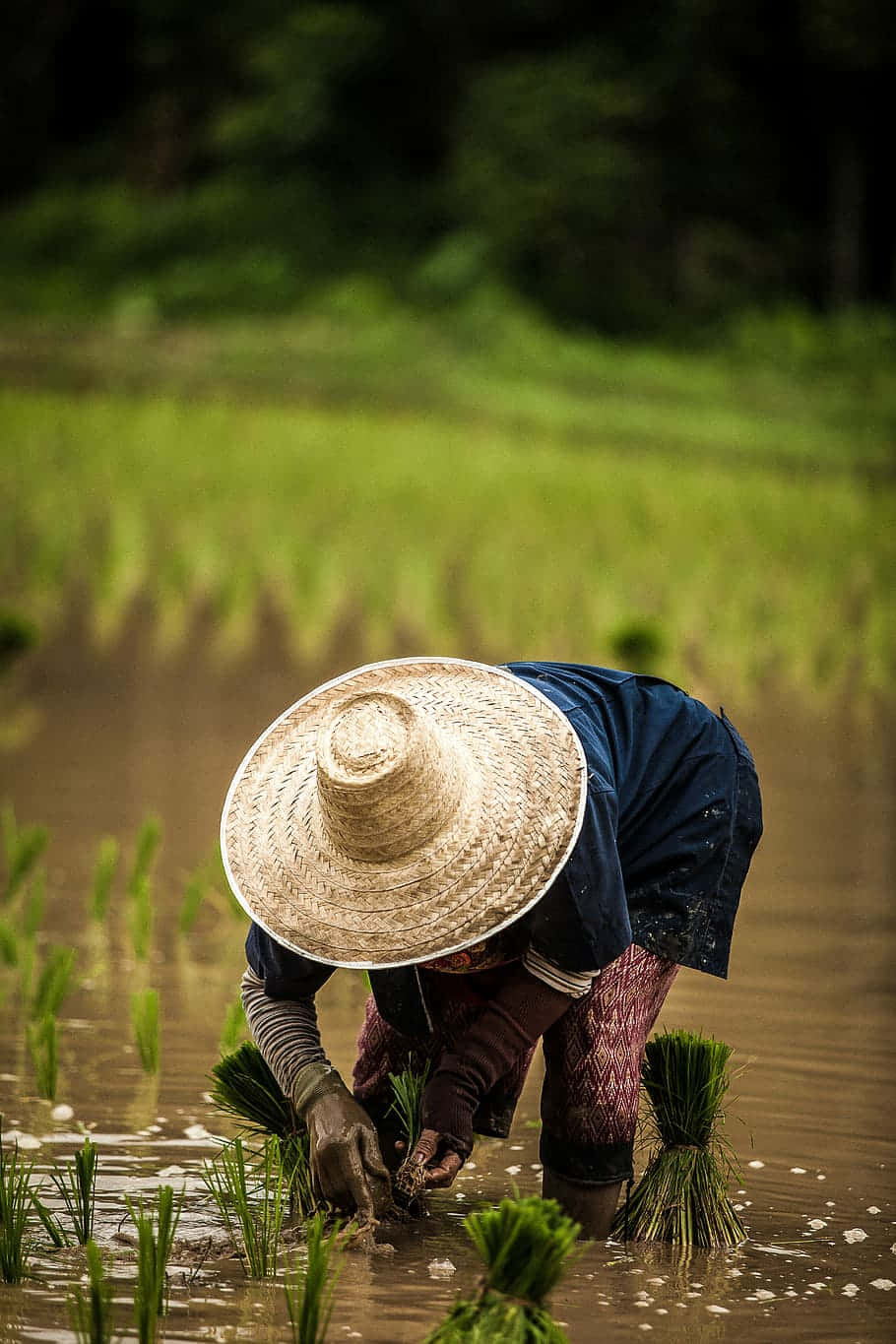 rice farmer, straw hat, muddy rice paddies, HD Phone Wallpaper