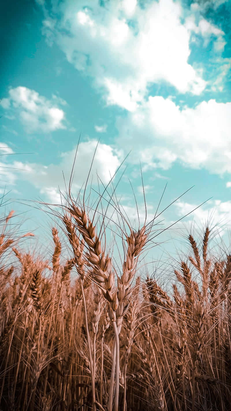 golden wheat field, blue sky, vibrant turquoise sky, HD Phone Wallpaper