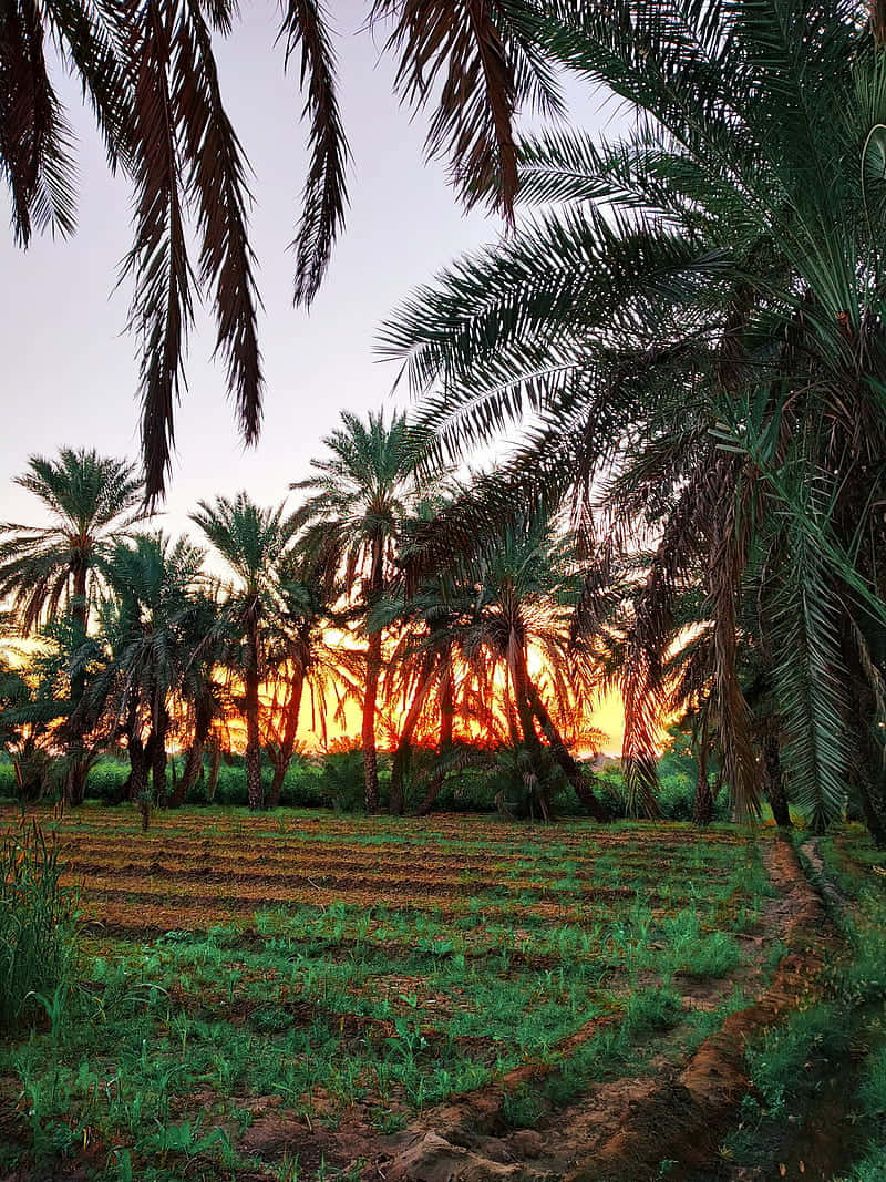Sunset, palm trees, green field, SD Phone Wallpaper
