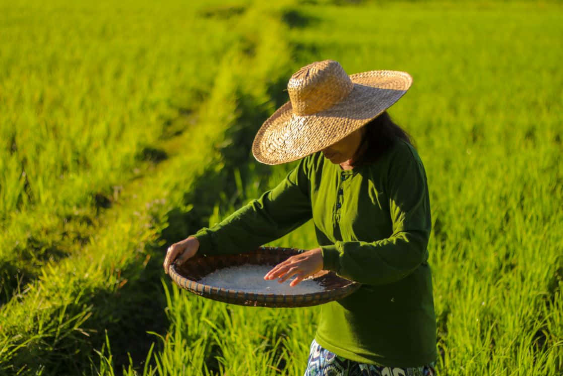 rice farmer, straw hat, white rice, SD Desktop Wallpaper