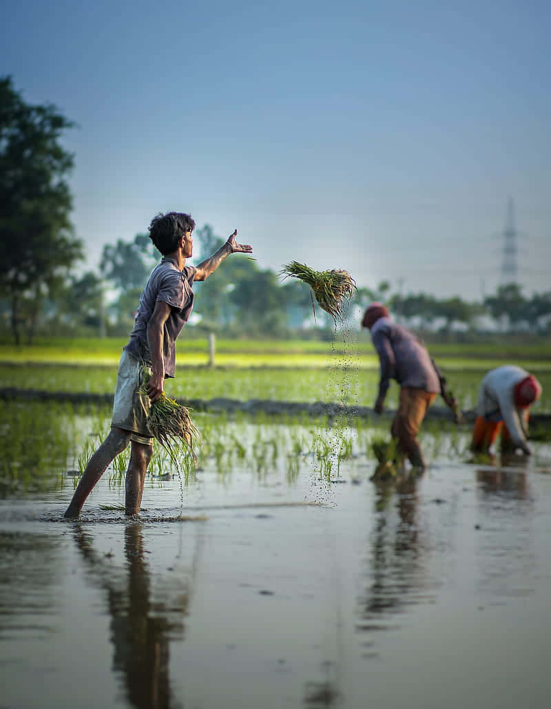 rice seedlings, flooded field, clear blue sky, SD Phone Wallpaper