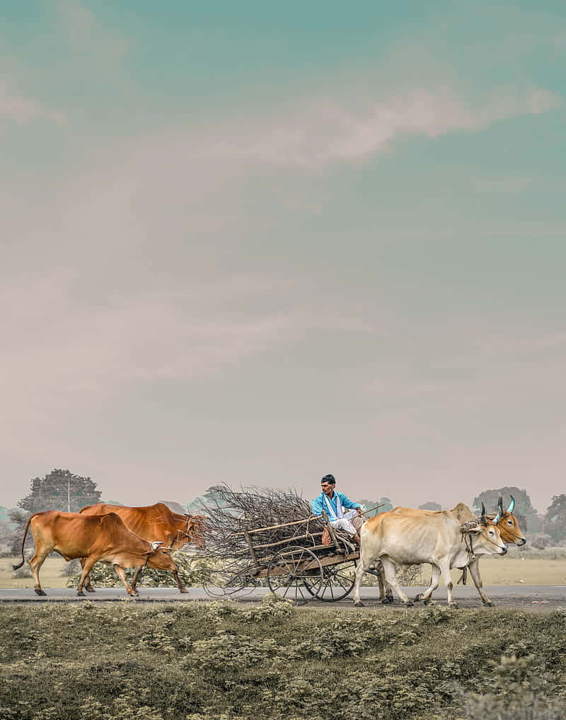 traditional farmer, oxen cart, wooden cart, SD Phone Wallpaper
