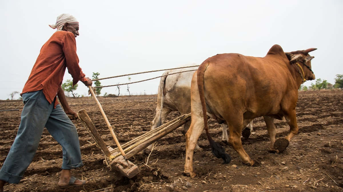 orange shirt, two oxen, wooden plow, SD Desktop Wallpaper
