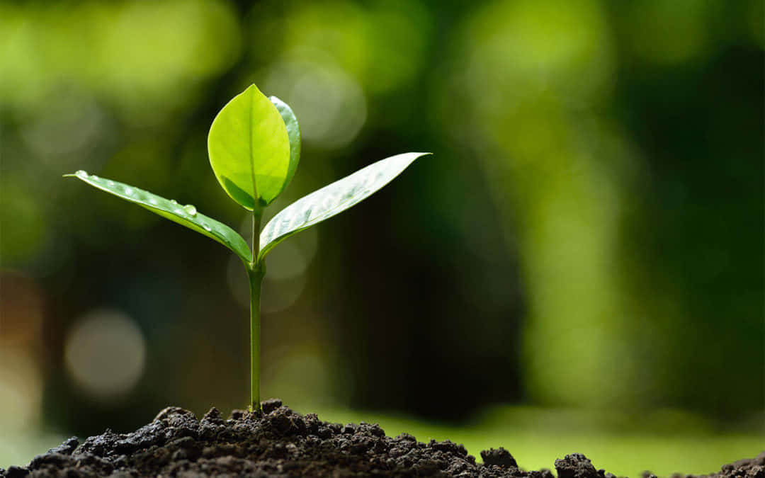 organic farming, farmer, fertile organic field, SD Desktop Wallpaper