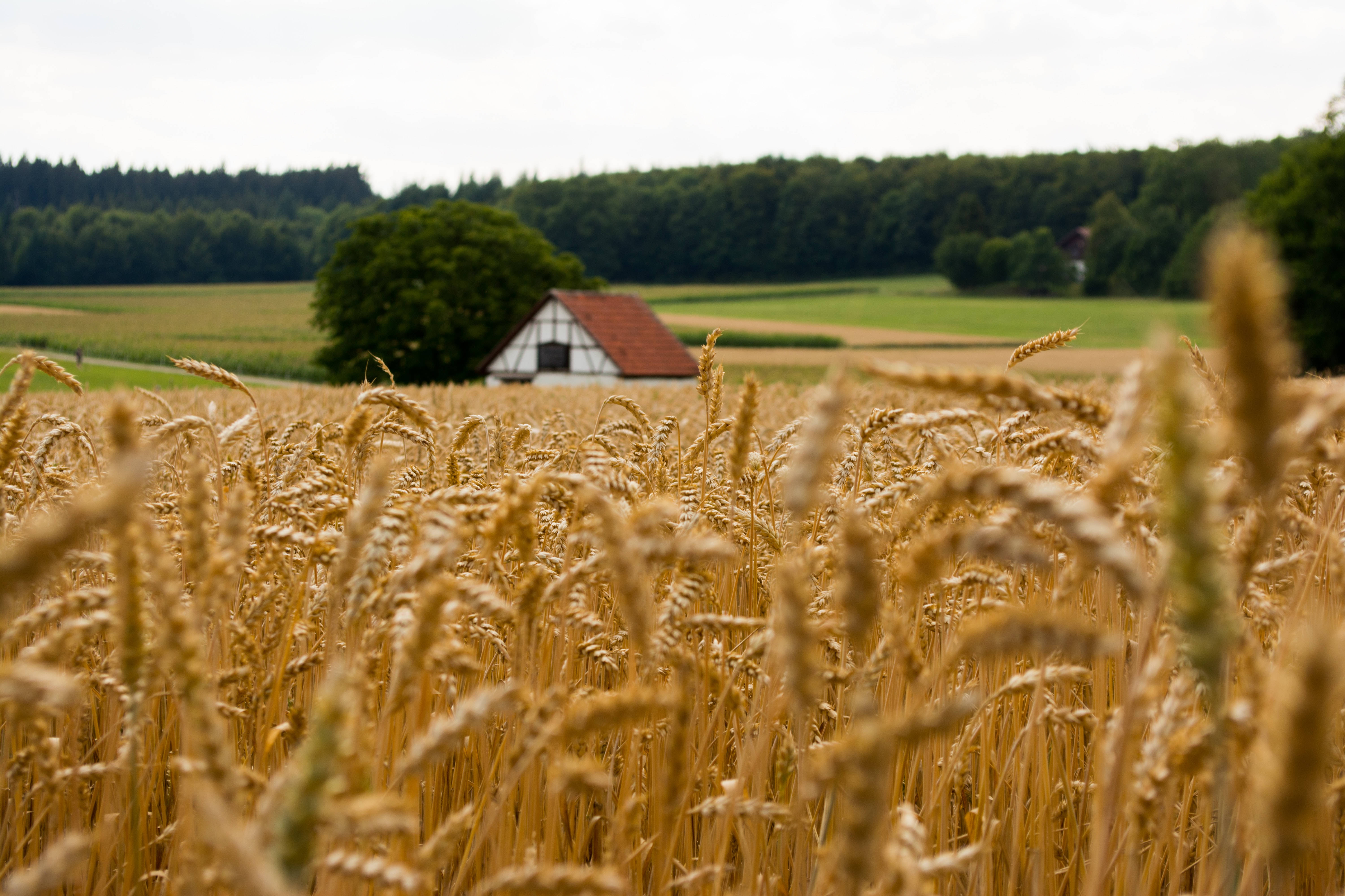 rustic half-timbered house, golden wheat stalks, green field, 5K Desktop Wallpaper