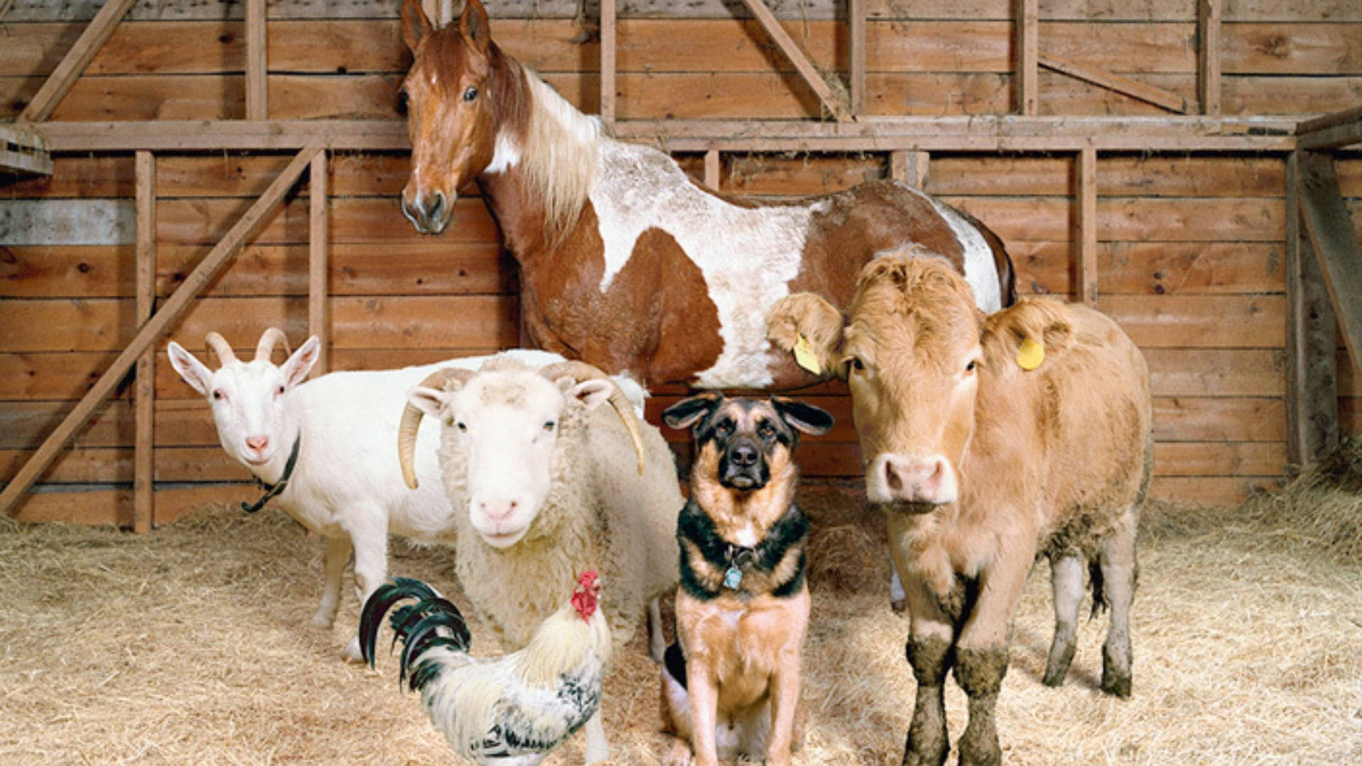 horse, goat, sheep, Full HD Desktop Wallpaper