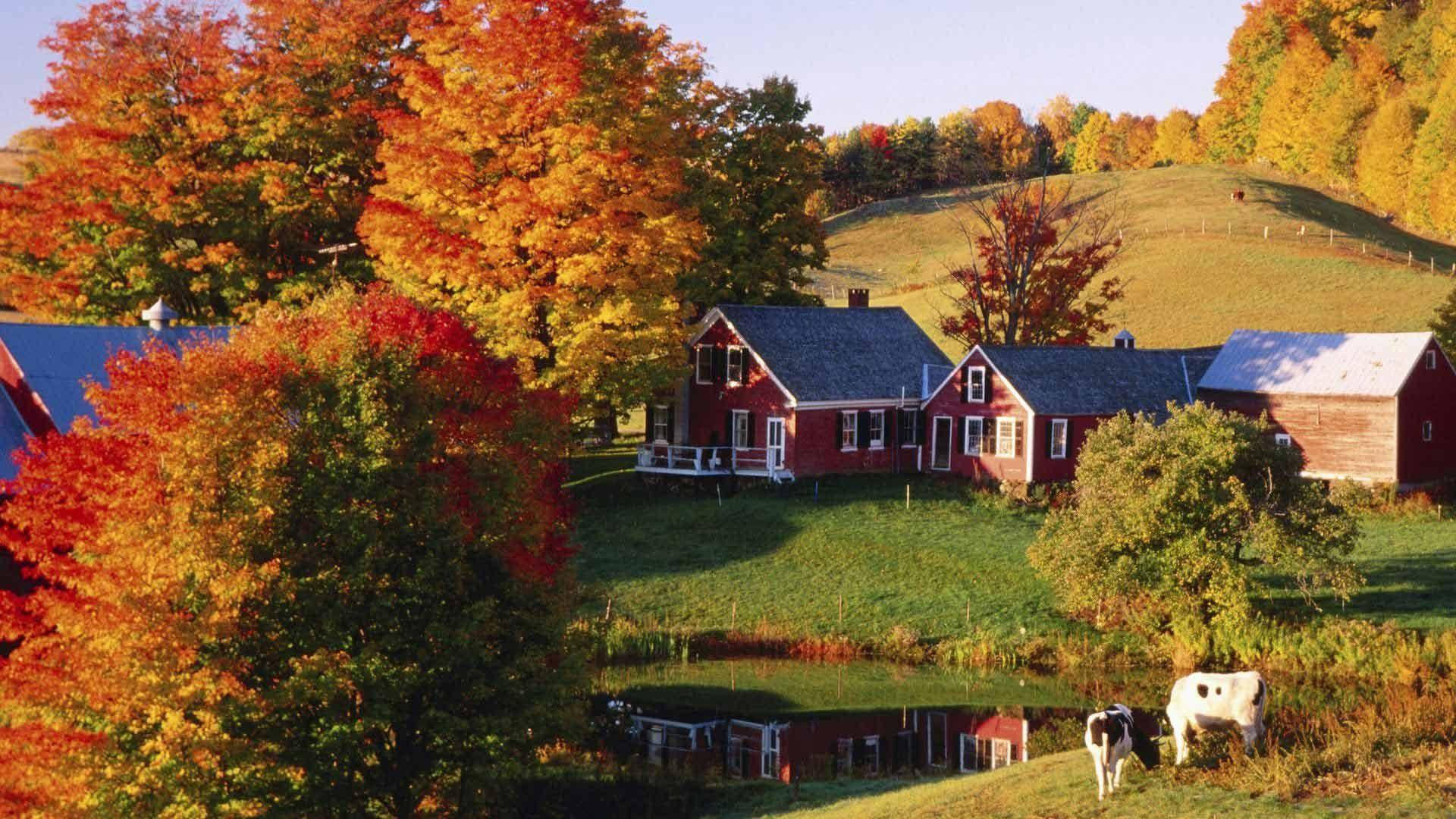 red farmhouse, autumn foliage, cows grazing, Full HD Desktop Wallpaper