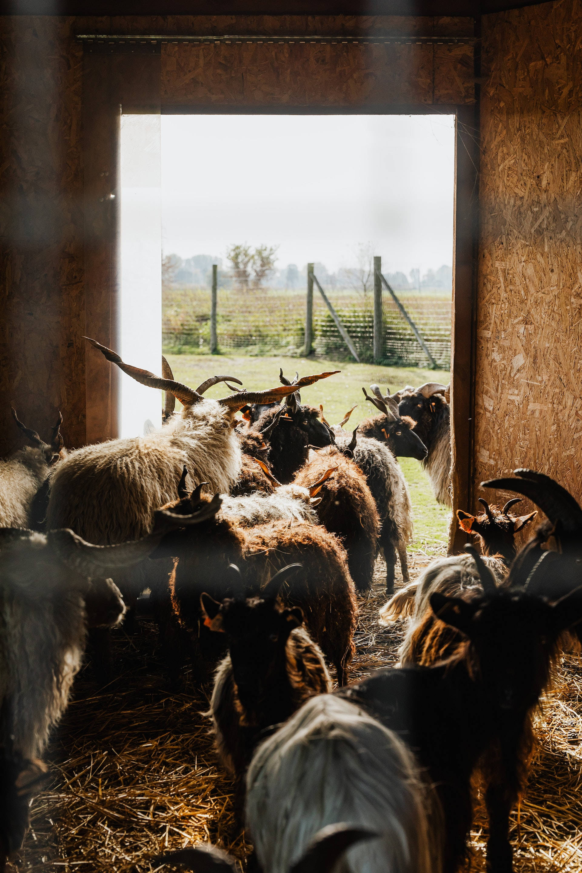 sheep, farmhouse, barn doorway, 2K Phone Wallpaper