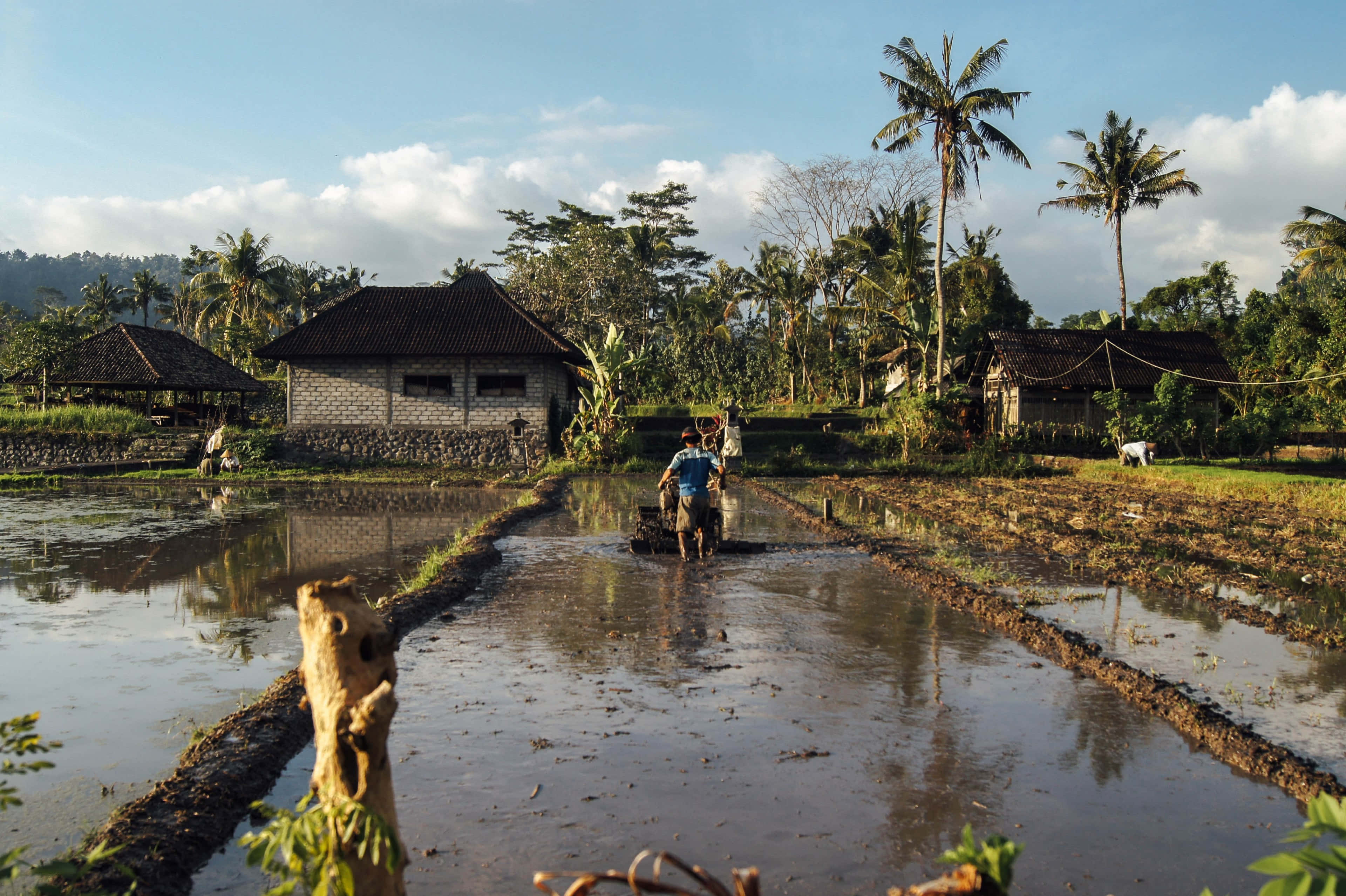 Arduous Farmer, flooded rice paddies, bright sky, 4K Desktop Wallpaper