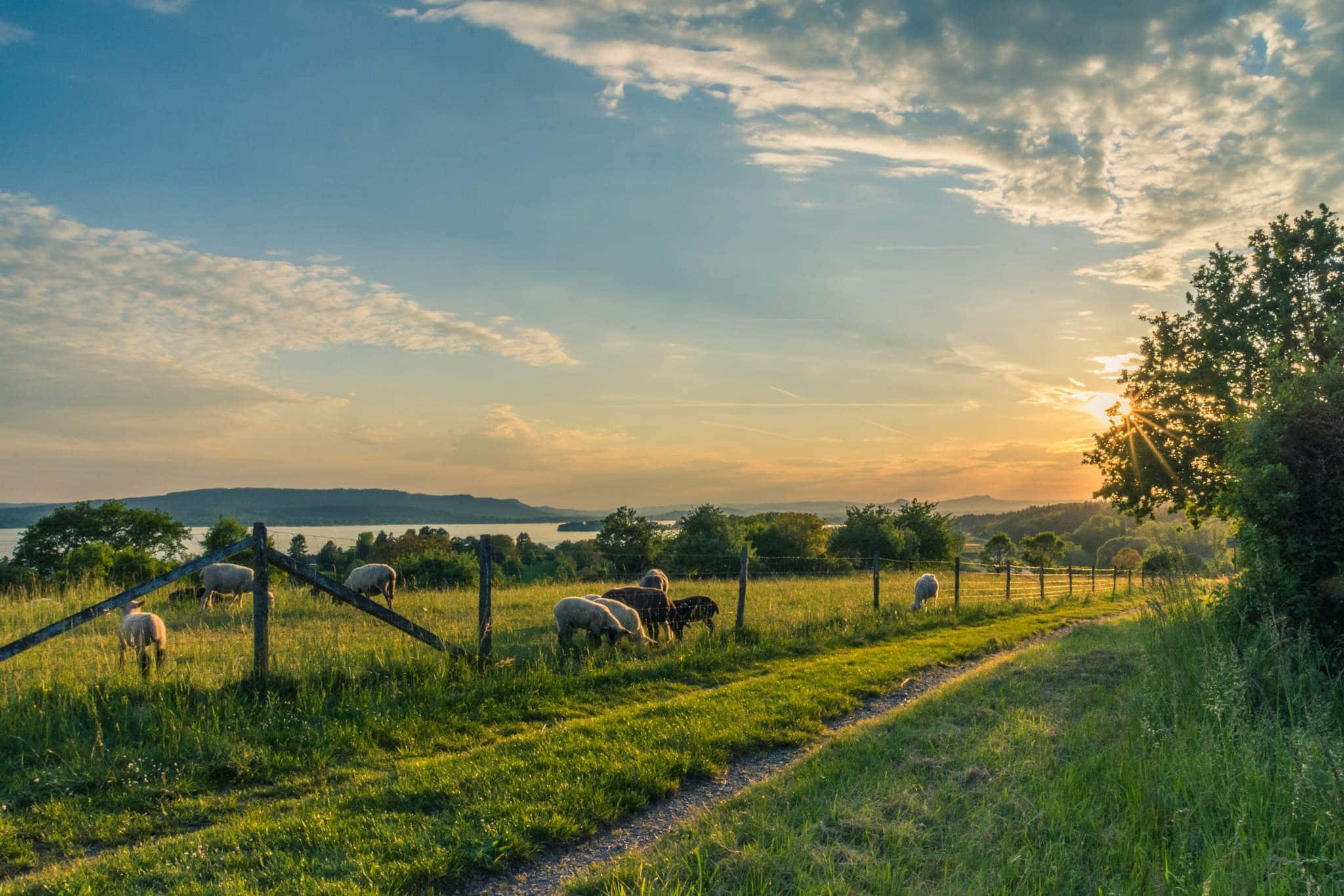 sheep, green field, sunset, Full HD Desktop Wallpaper