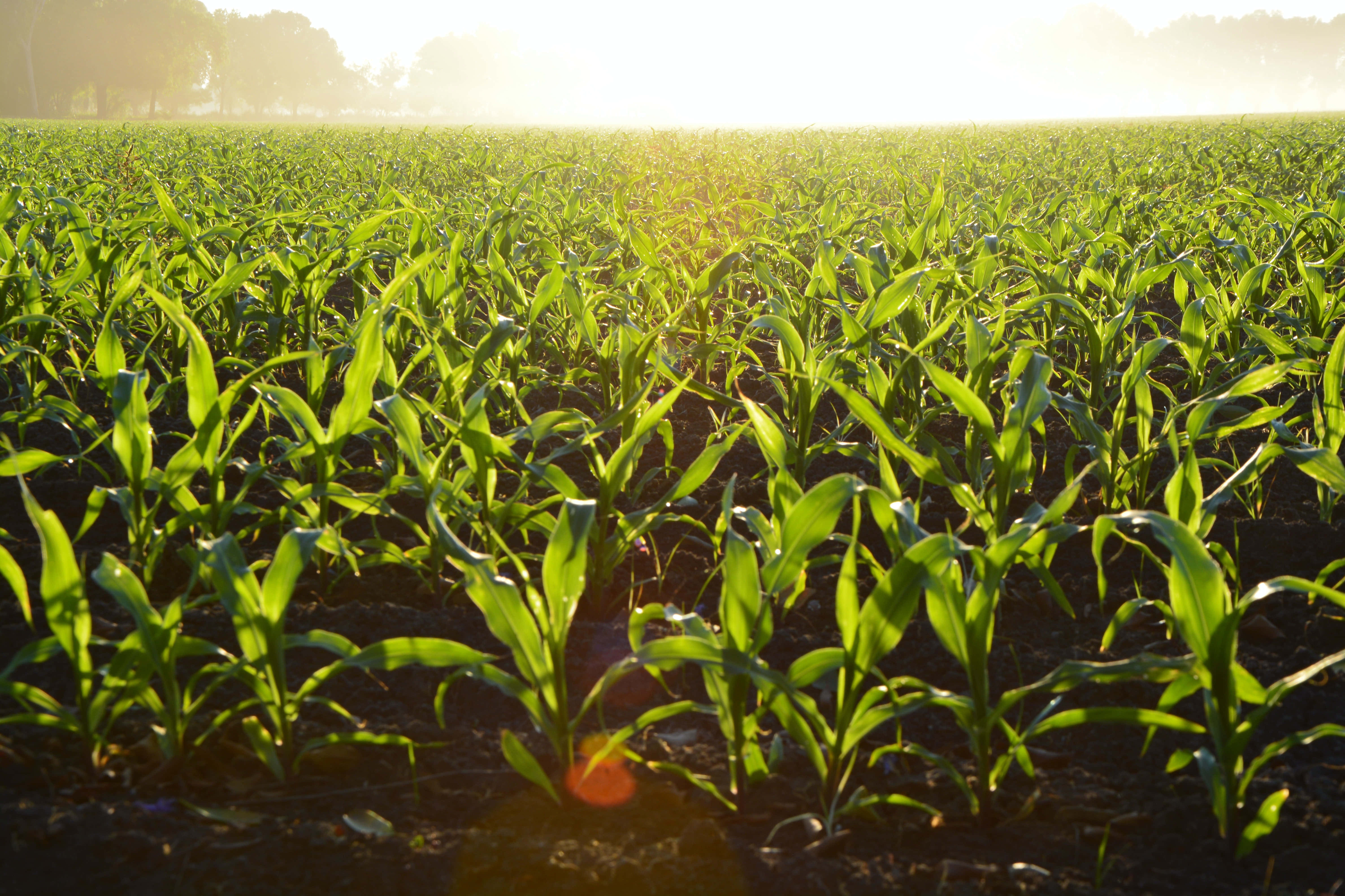 farming 6000 x 4000, Harvesting Sun-Riplened Crops on a Hot Summer Day, dawn, 5K Desktop Wallpaper