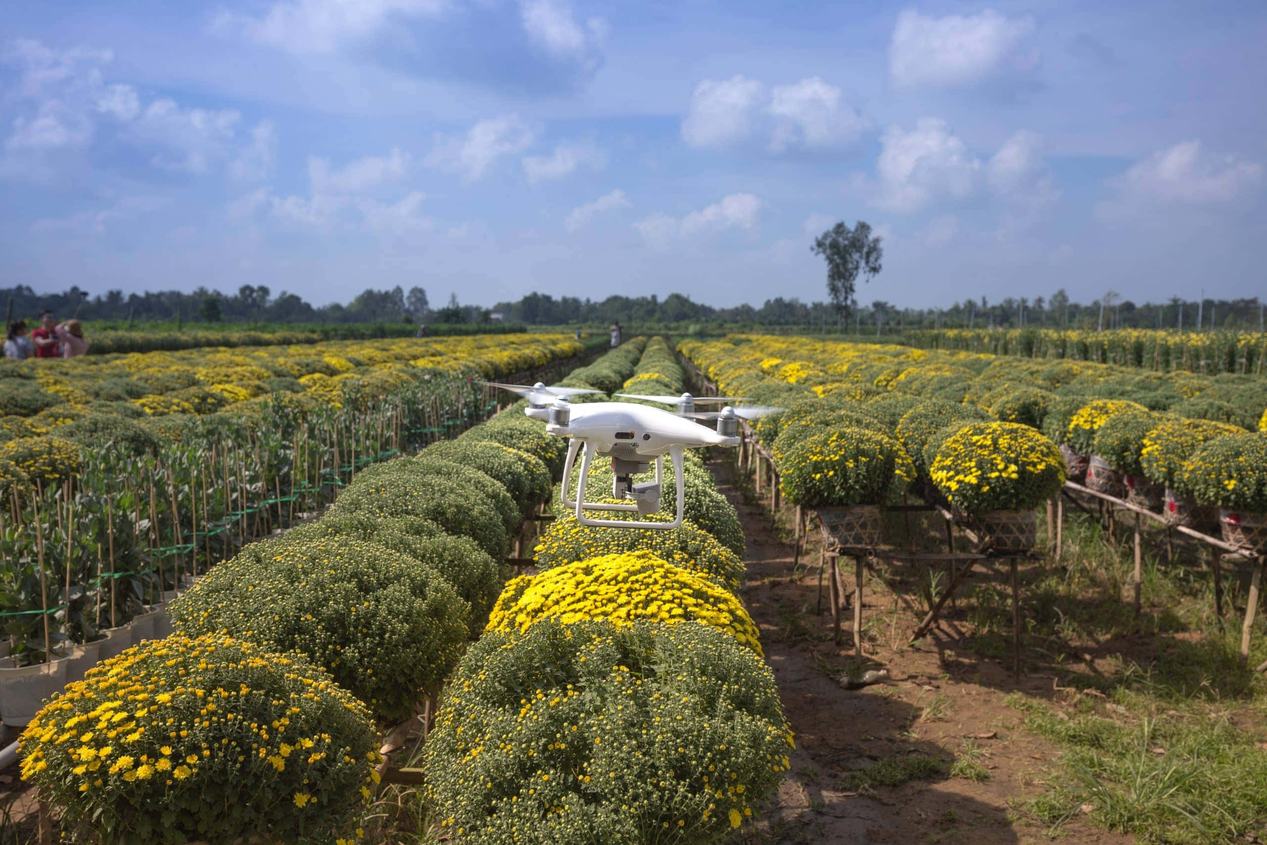 white drone, yellow chrysanthemums, bright blue sky, 2K Desktop Wallpaper