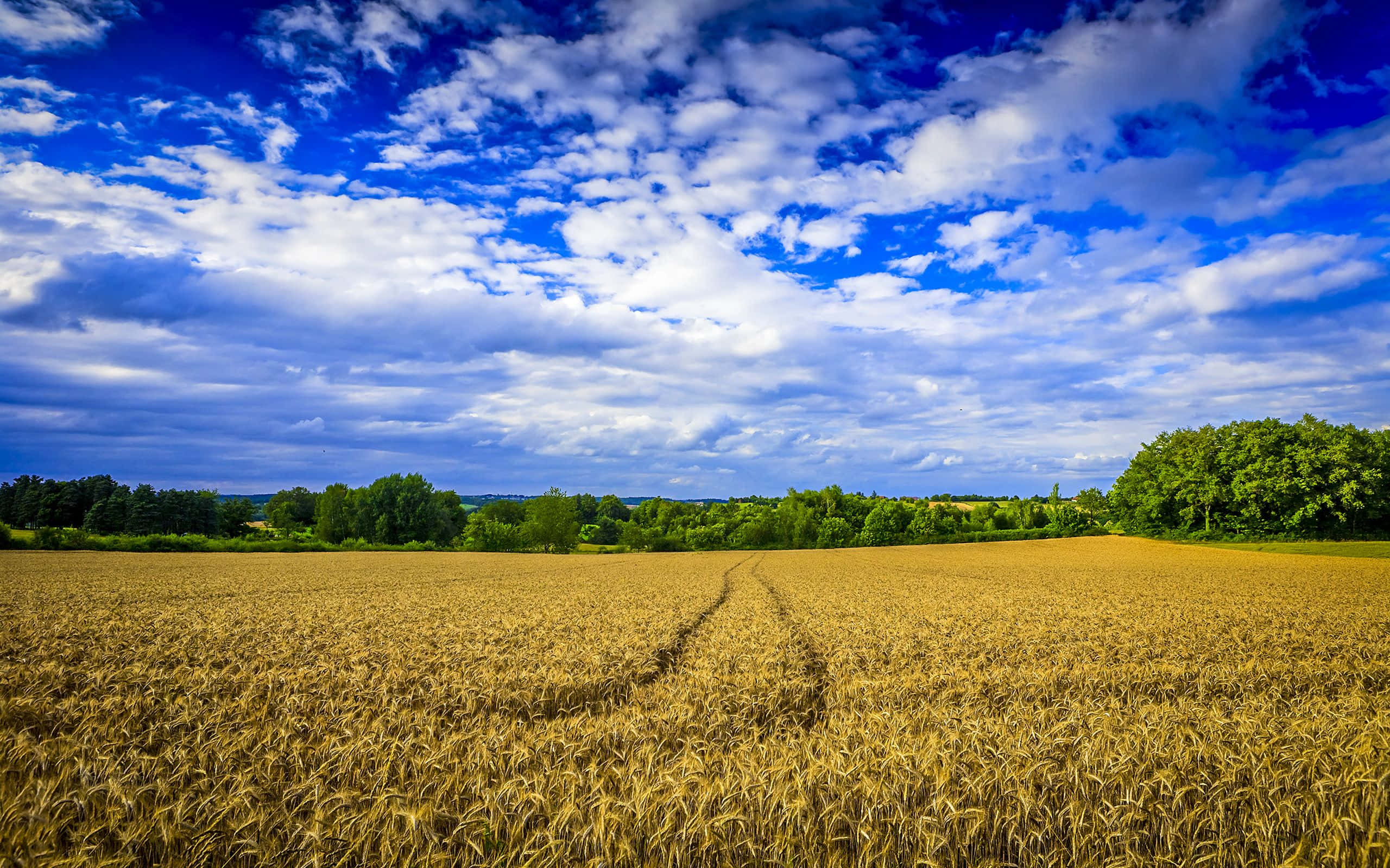 farming, golden wheat field, vibrant blue sky, 2K Desktop Wallpaper
