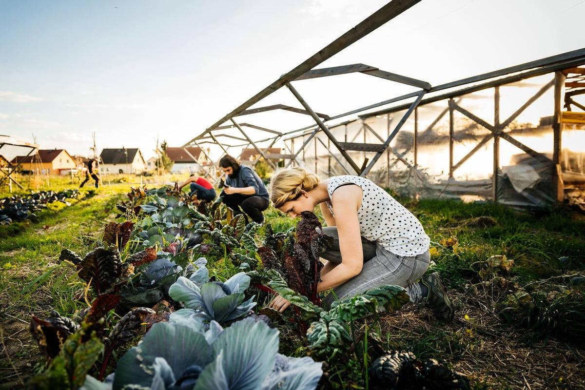 independent farming, sunlit garden, greenhouse, SD Desktop Wallpaper