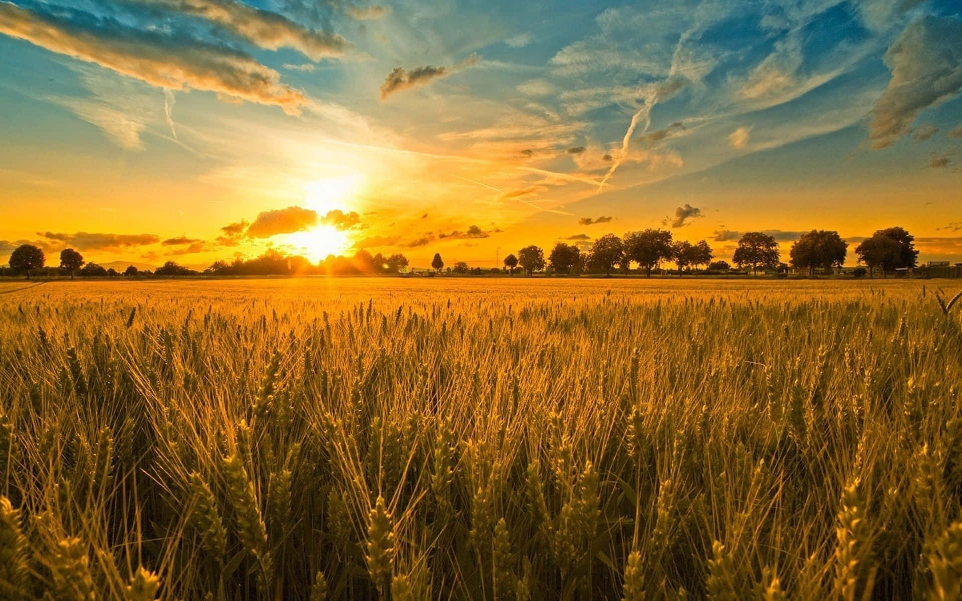 Farming, golden wheat field, vibrant sunset sky, Full HD Desktop Wallpaper