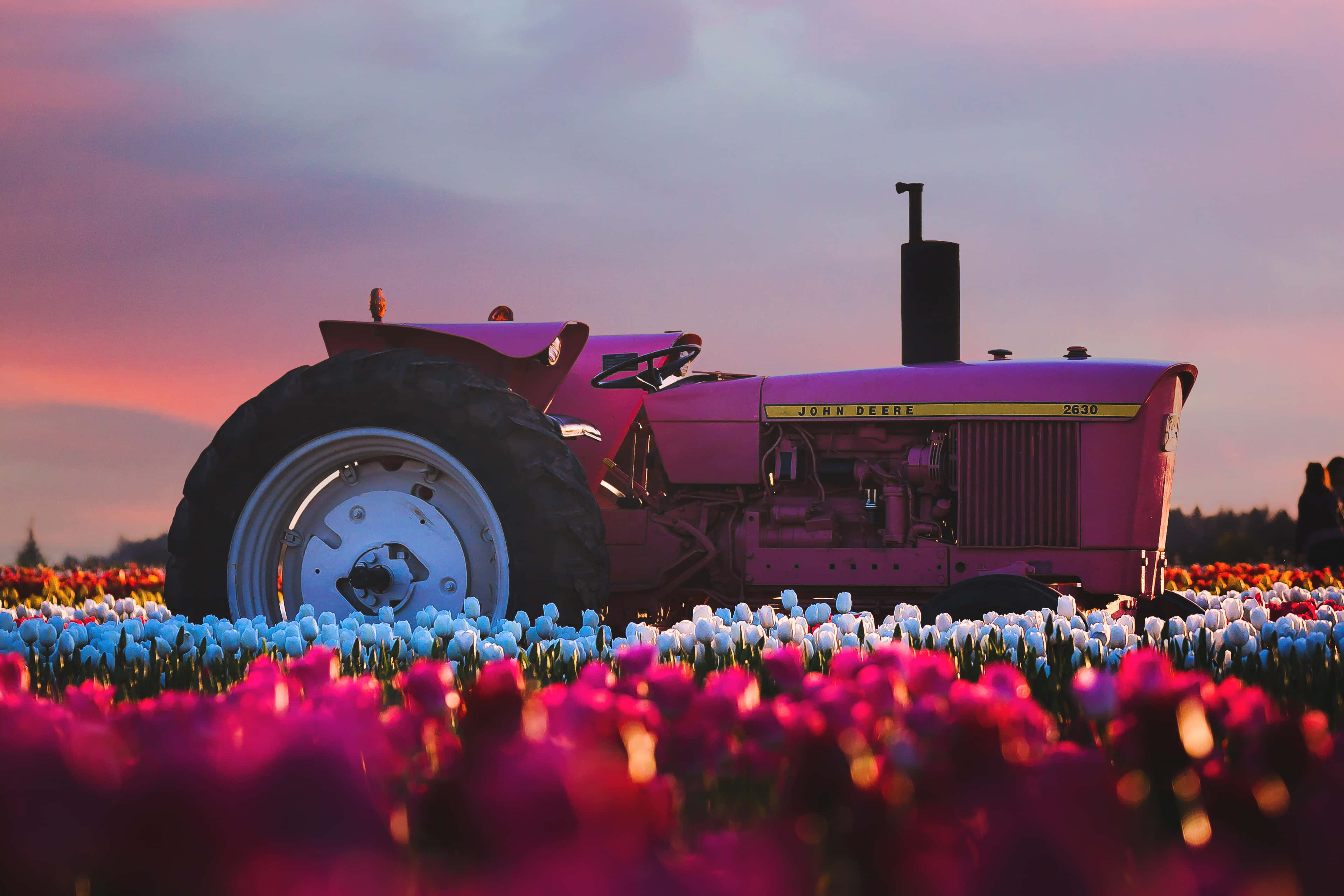 vintage pink John Deere tractor, field of colorful tulips, sunset, 4K Desktop Wallpaper