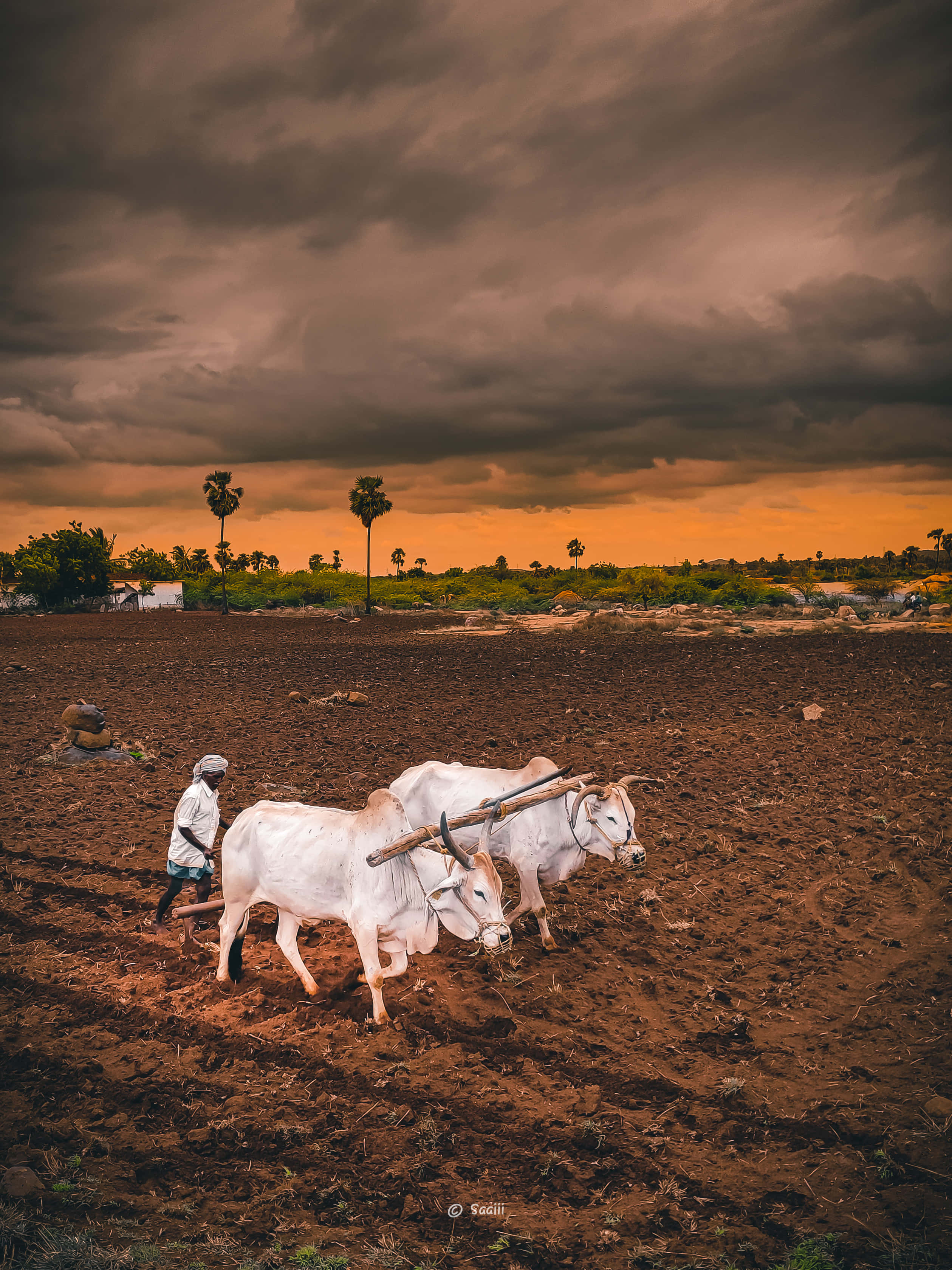 two oxen, plowing, rich brown earth, 2K Phone Wallpaper