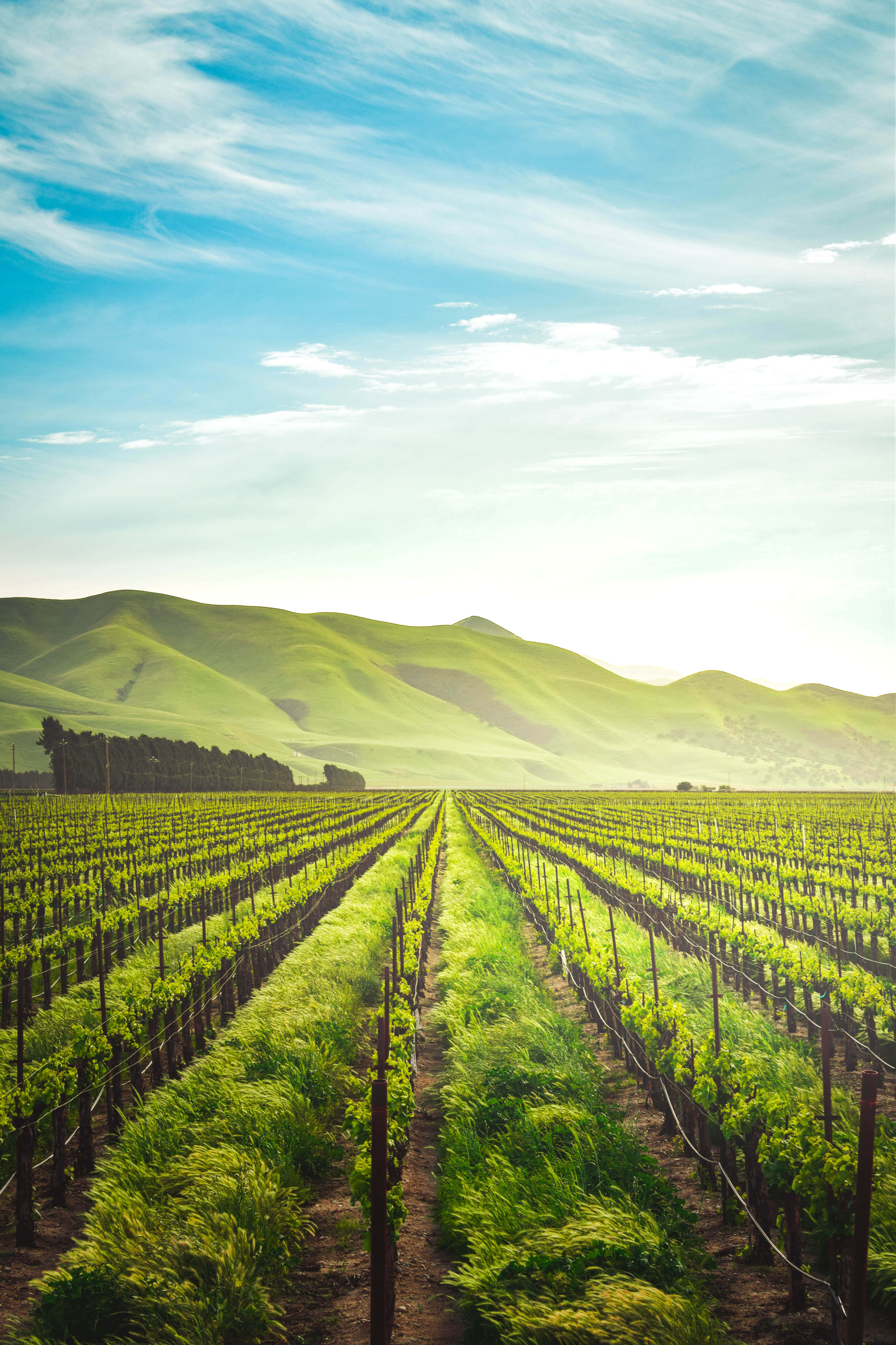 Farming 4000 x 6000, vibrant green grapevines, rolling hills, 5K Phone Wallpaper