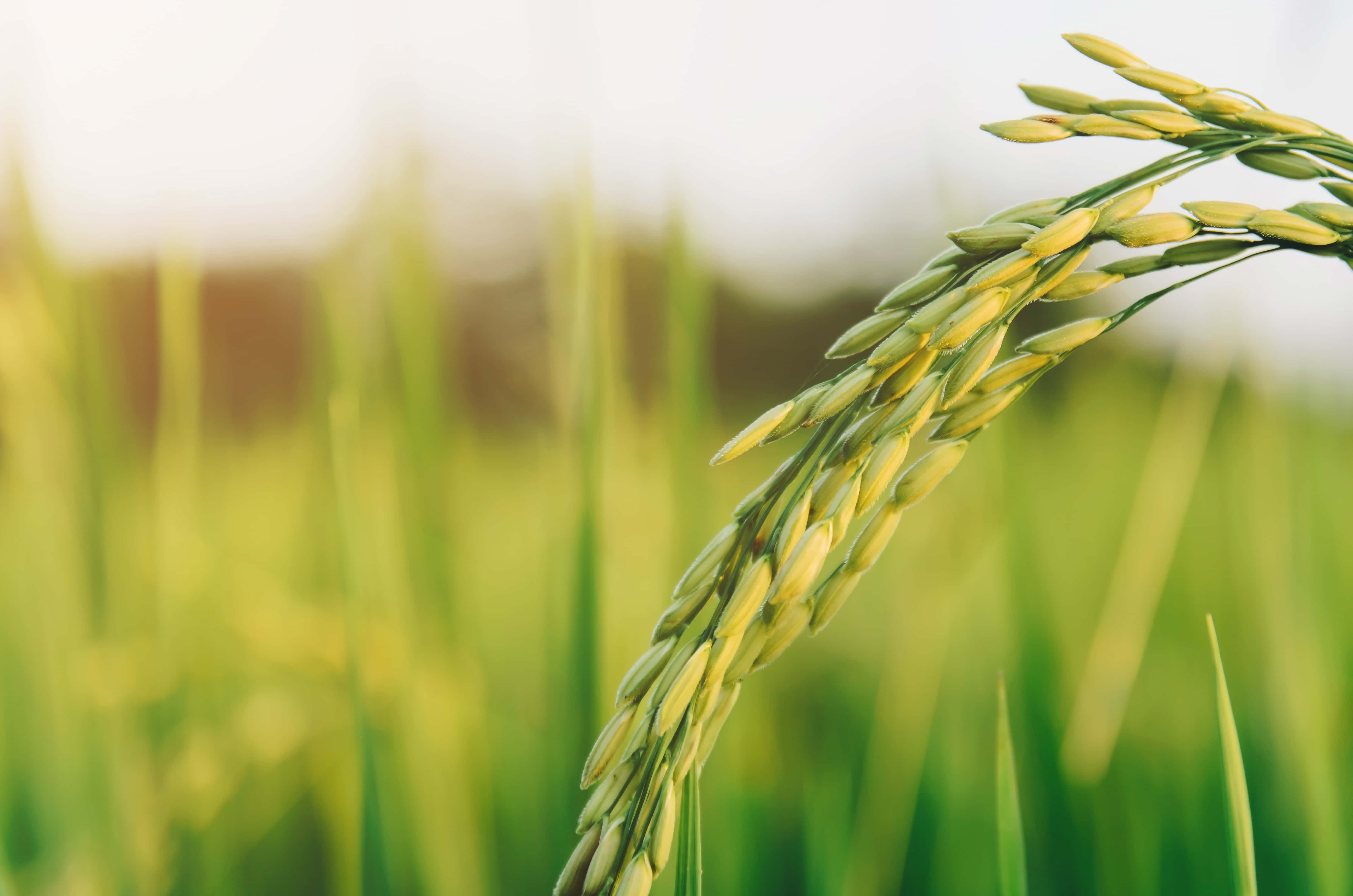 golden rice ear, blurred green field, warm sunlight, 4K Desktop Wallpaper