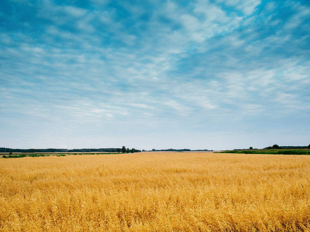 agriculture farming field, golden wheat field, bright blue sky, SD Desktop Wallpaper