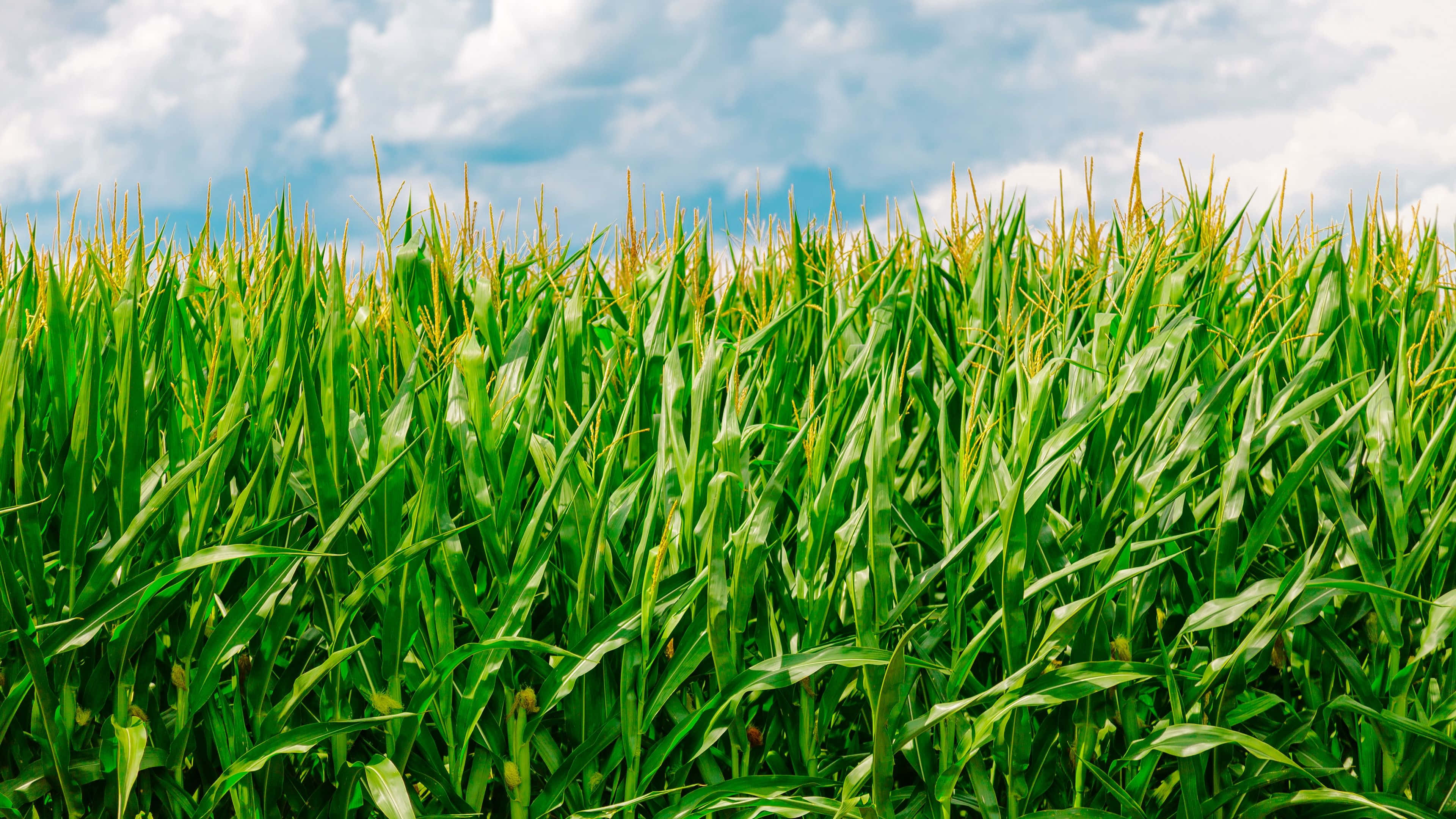 green grass, tall green corn stalks, bright blue sky, 4K Desktop Wallpaper