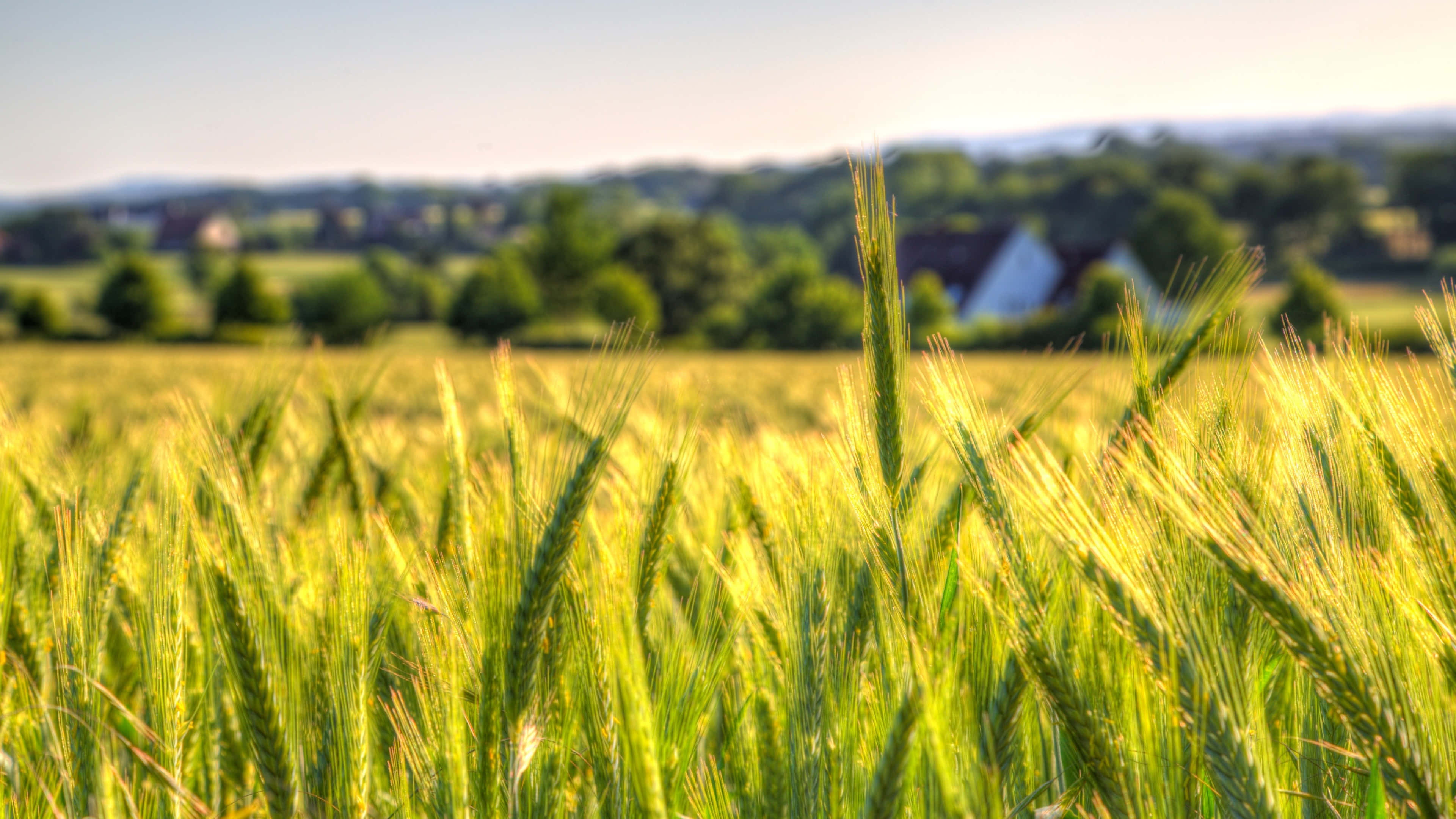 wheat, house, sunlit field, 4K Desktop Wallpaper