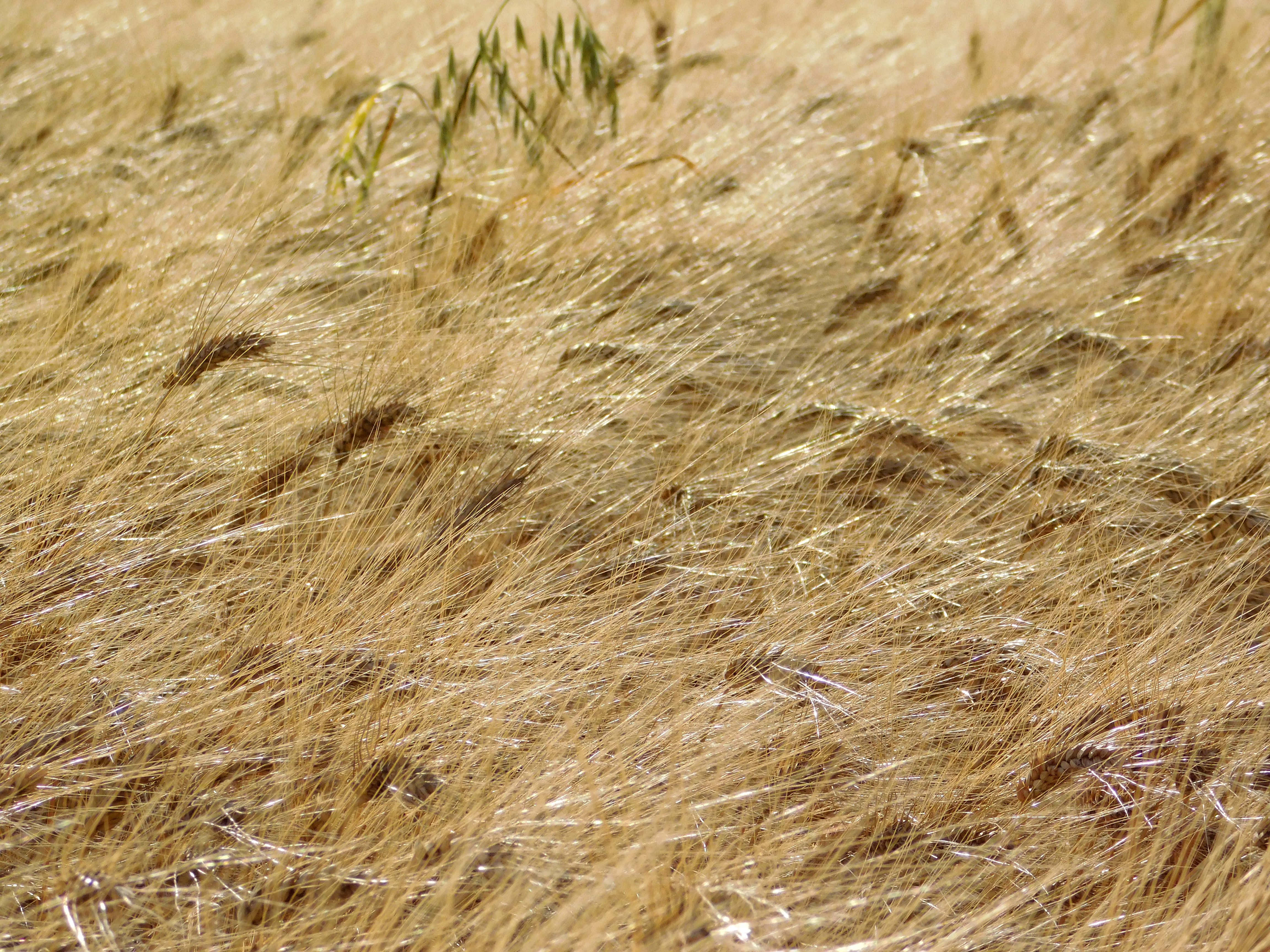 wheat field, golden wheat stalks, bright sunlight, 4K Desktop Wallpaper