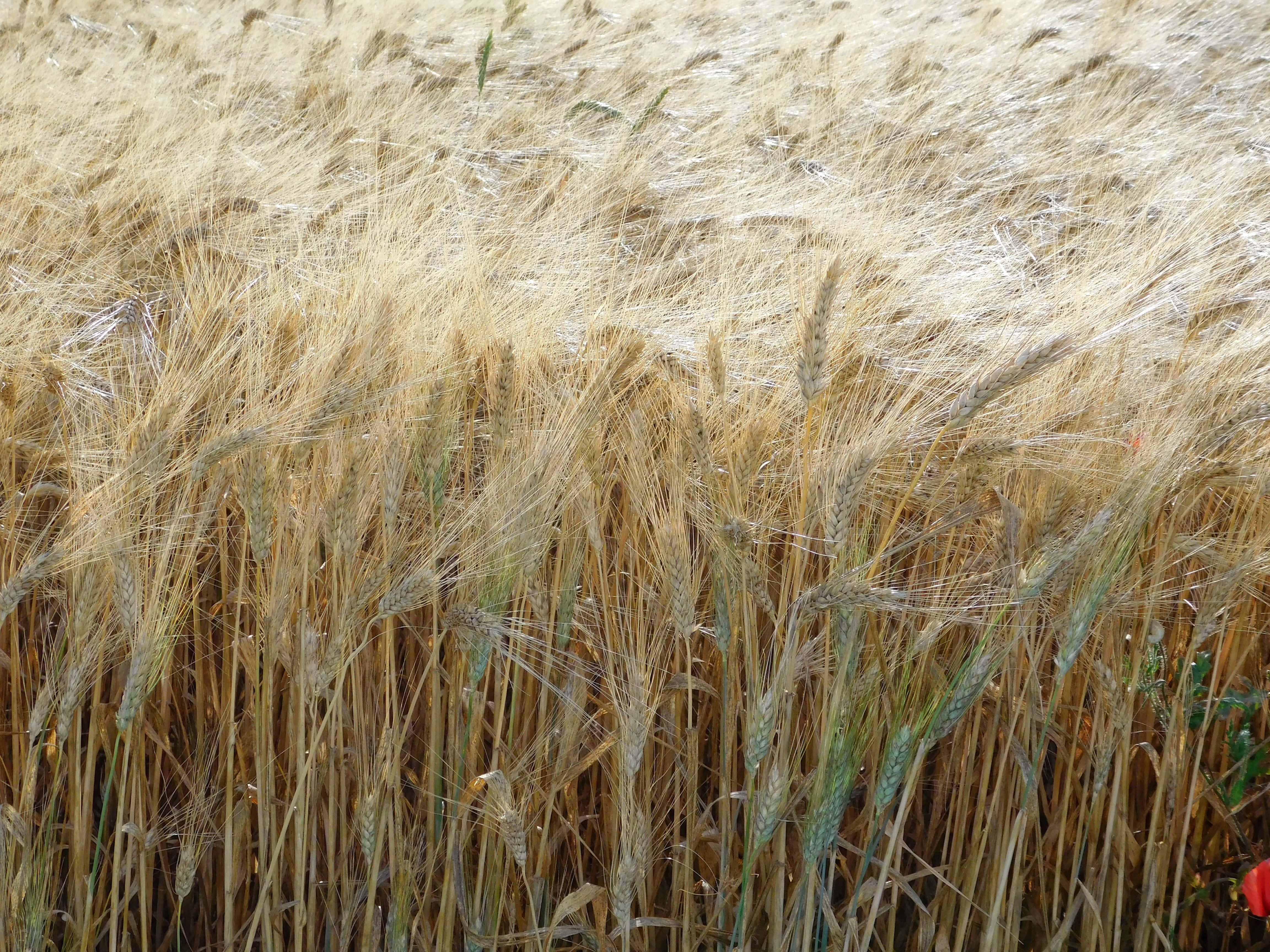 wheat field, golden wheat stalks, sunlit field, 4K Desktop Wallpaper