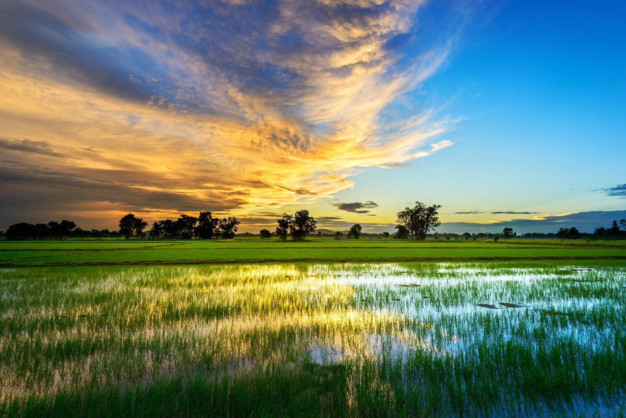 Golden sunset, tranquil flooded rice field, silhouetted trees, Full HD Desktop Wallpaper