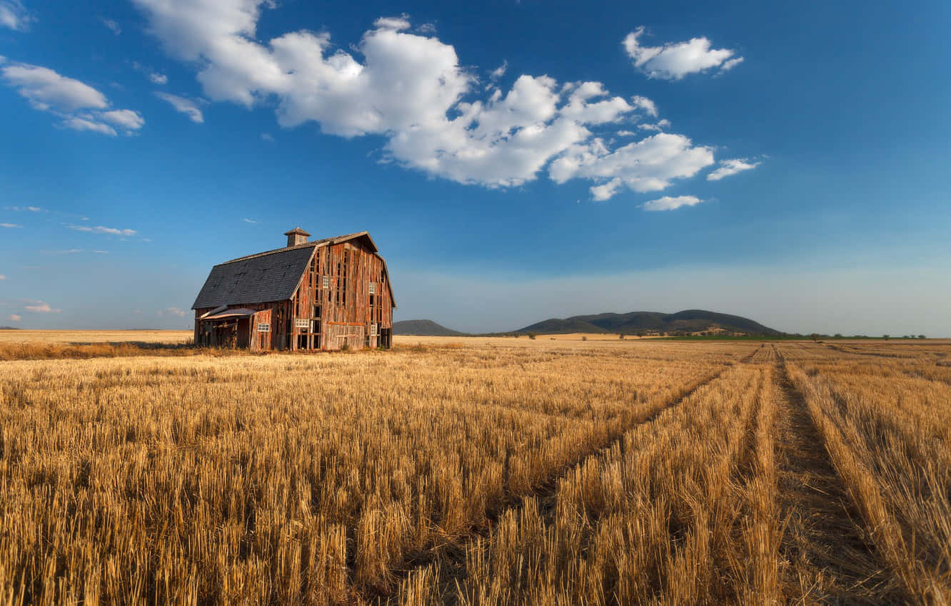 old barn, golden wheat field, bright blue sky, HD Desktop Wallpaper