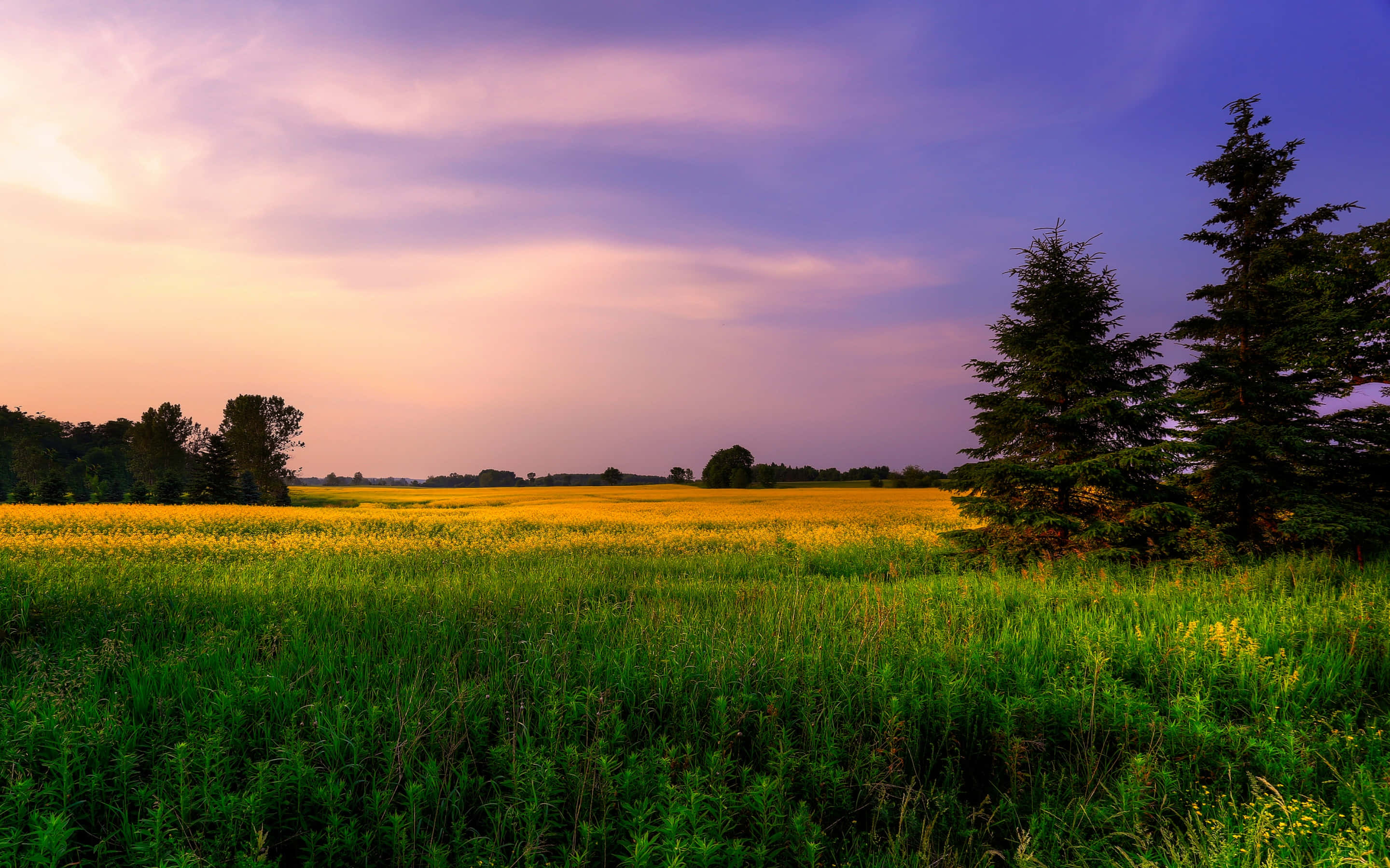 golden field of wildflowers, vibrant purple and orange sunset sky, tall evergreen trees, 2K Desktop Wallpaper