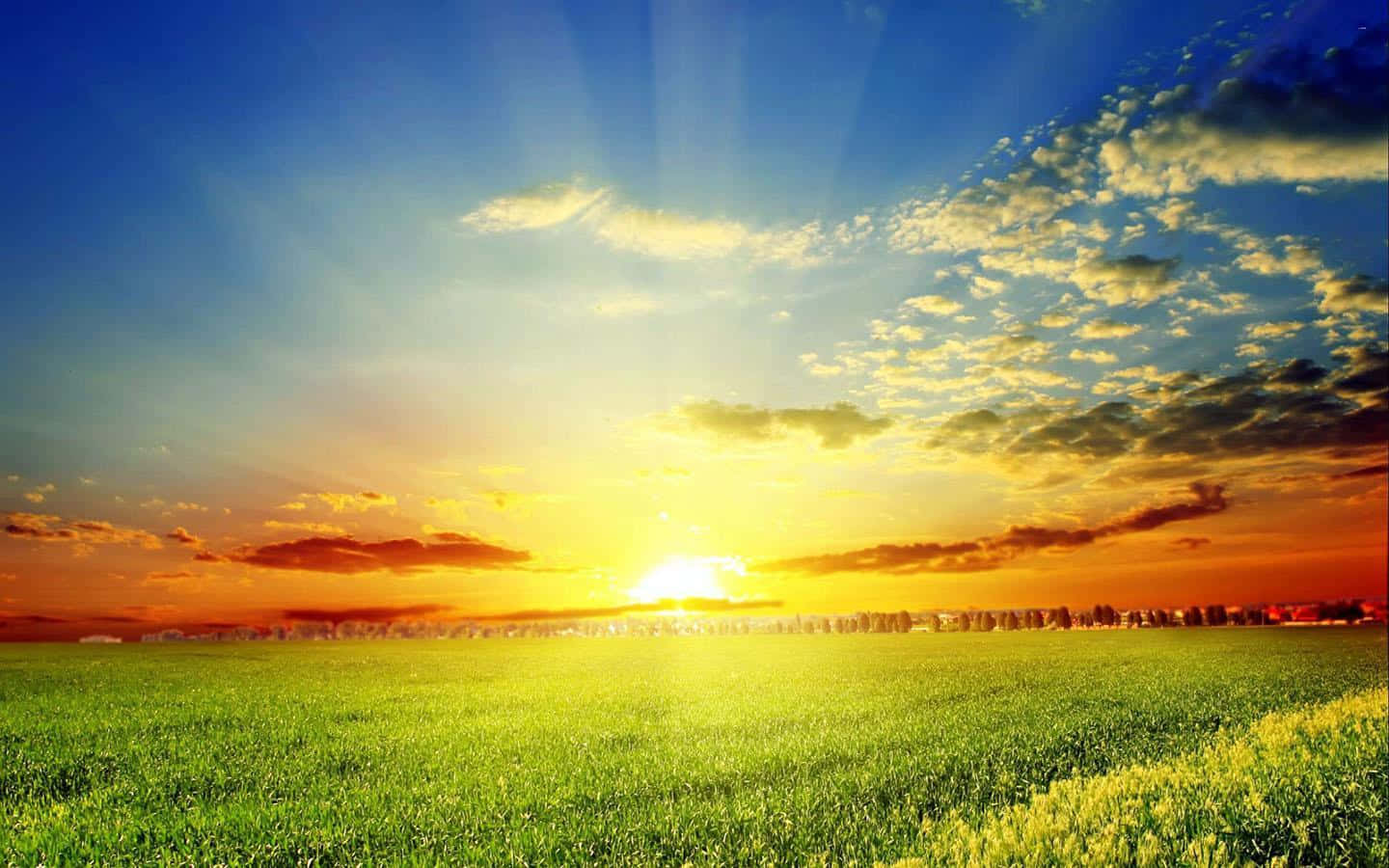 Sunset, green field, distant trees, HD Desktop Wallpaper