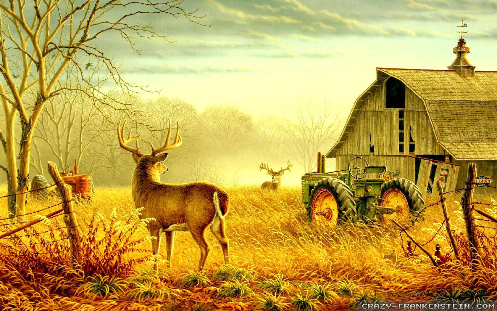 buck, golden autumn grass, weathered barn, HD Desktop Wallpaper