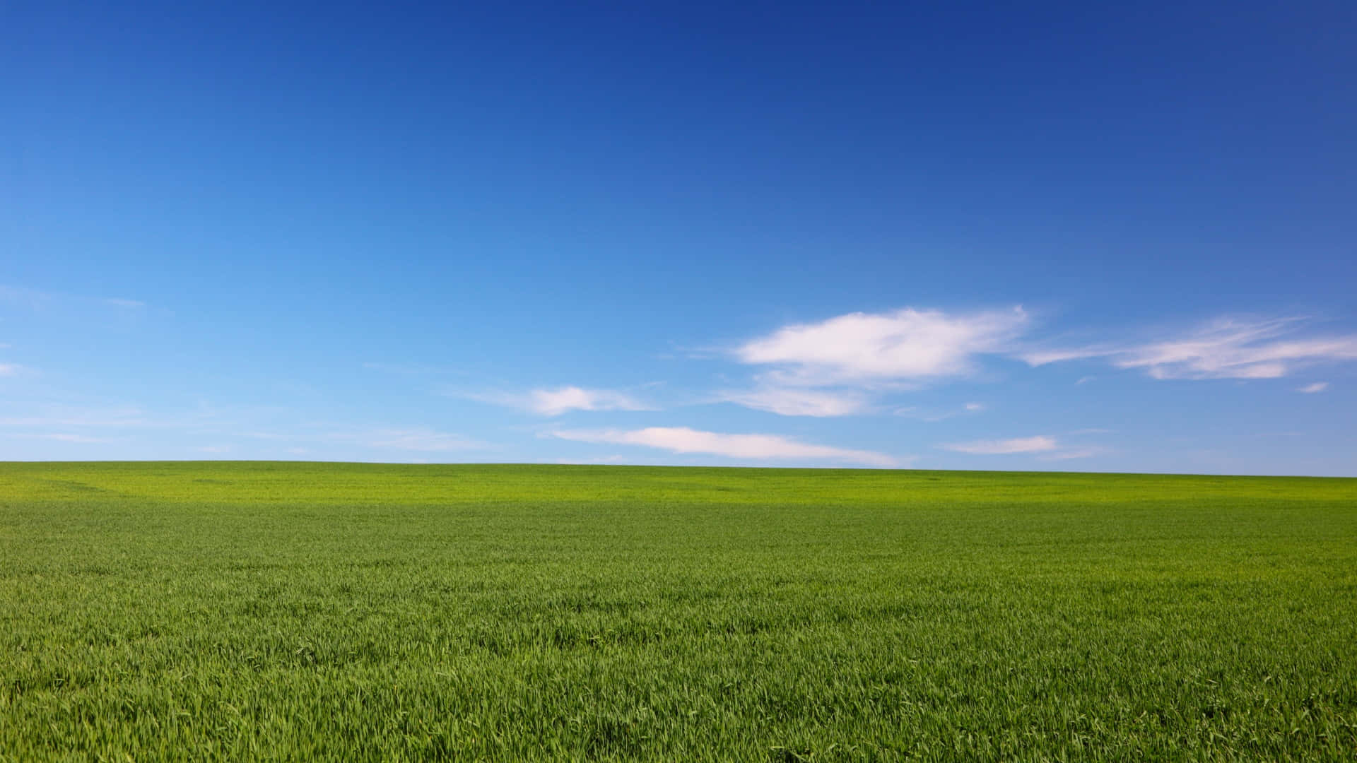 emerald green grassland, clear blue sky, wispy white clouds, Full HD Desktop Wallpaper