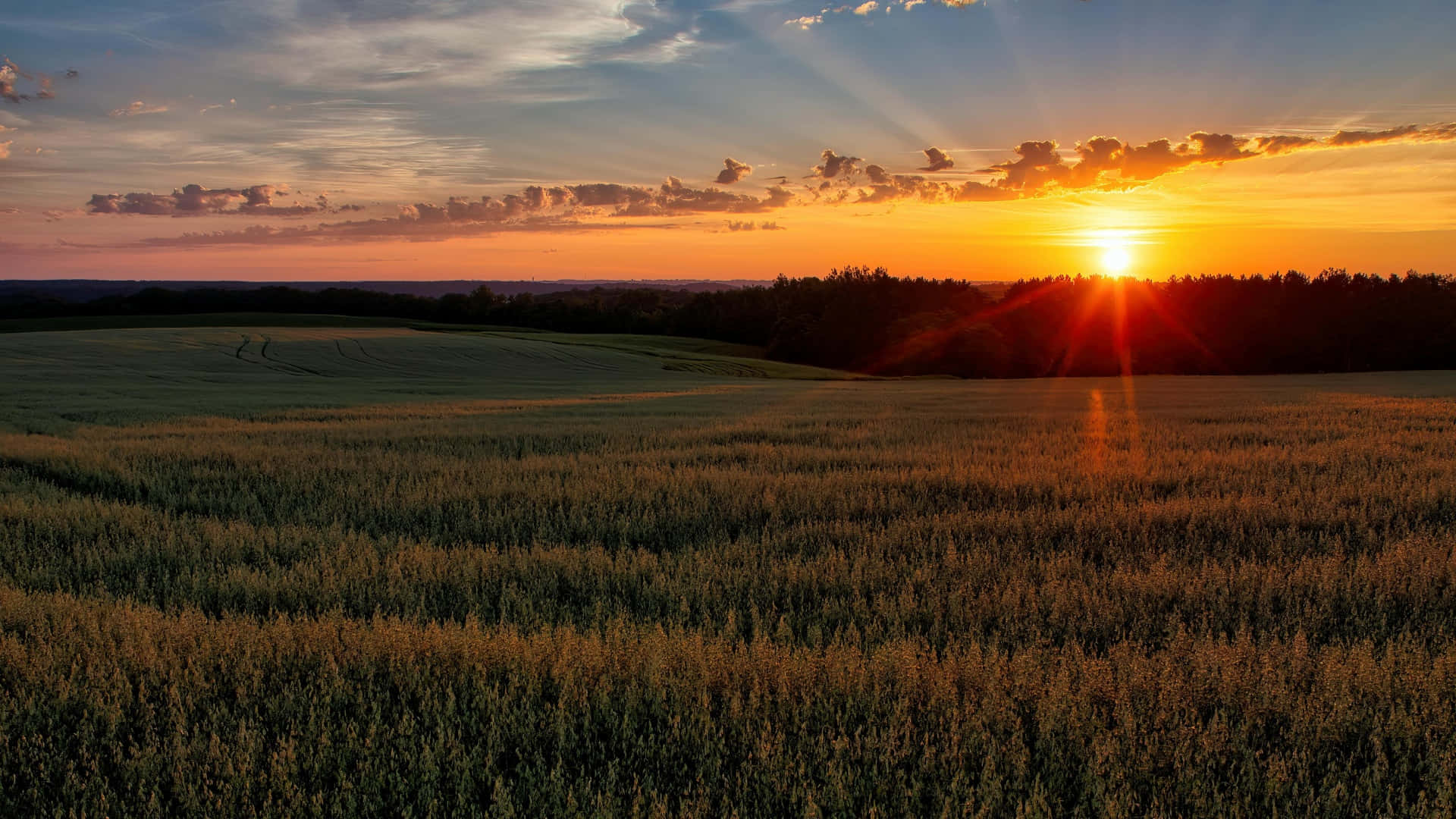 sunset, wheat field, distant trees, Full HD Desktop Wallpaper