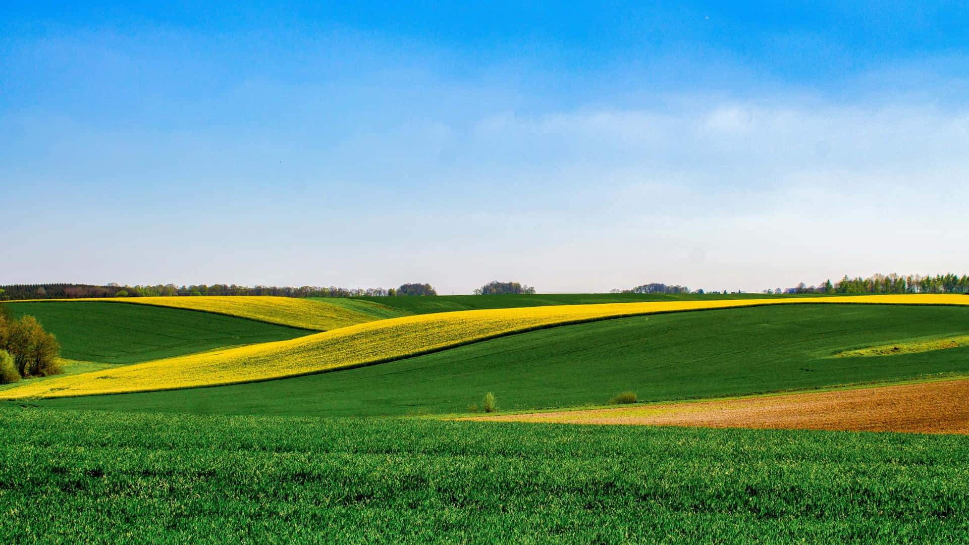 green farmland, yellow crop rows, canola fields, Full HD Desktop Wallpaper
