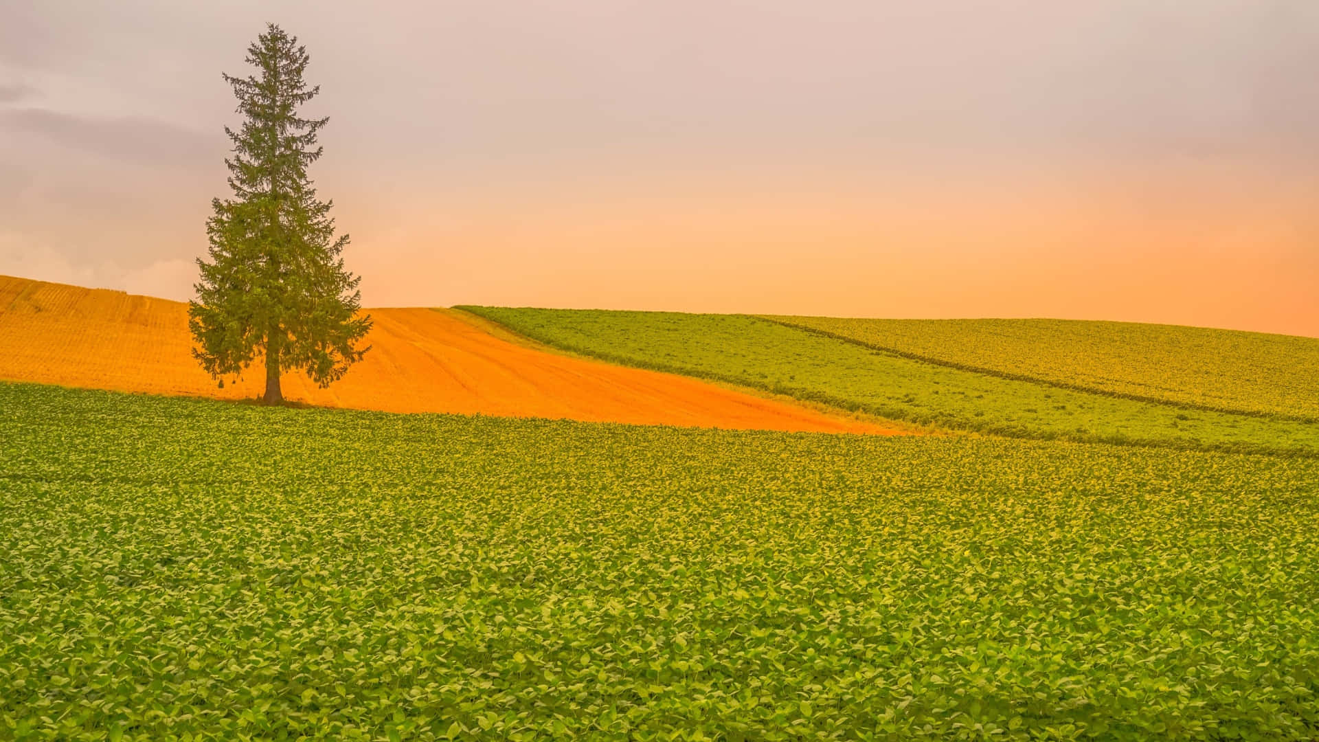 lone evergreen tree, golden field, lush green crops, Full HD Desktop Wallpaper