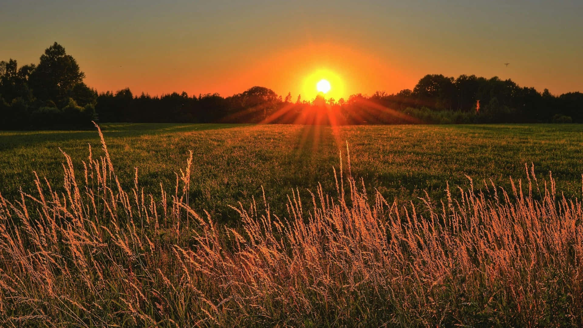 sunset, golden farmland, grassy field, Full HD Desktop Wallpaper