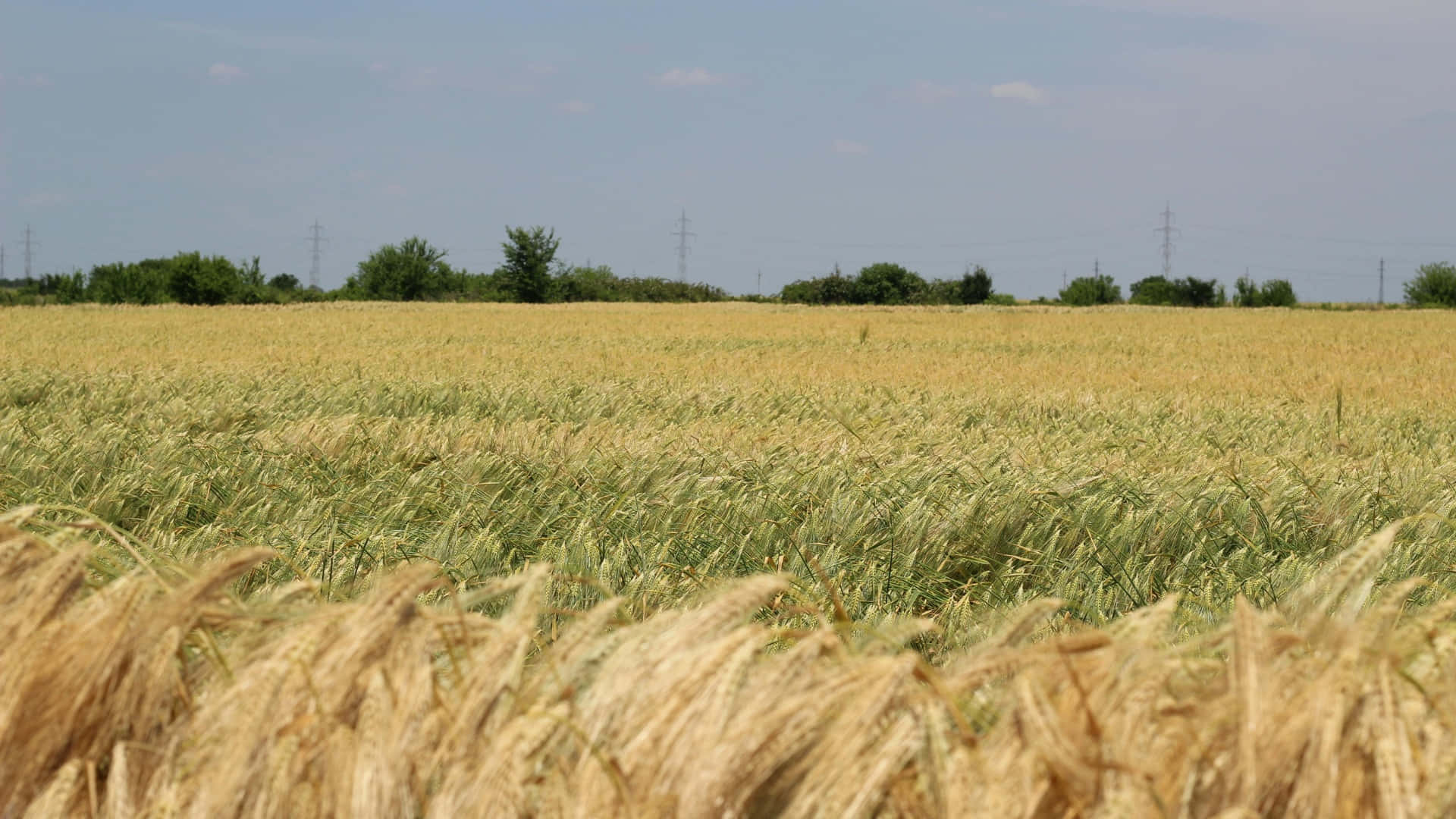 golden wheat field, vast field, pale blue sky, Full HD Desktop Wallpaper