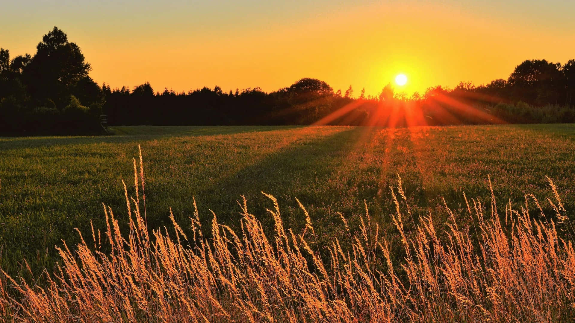 golden sunset, farmland, tall grasses, Full HD Desktop Wallpaper