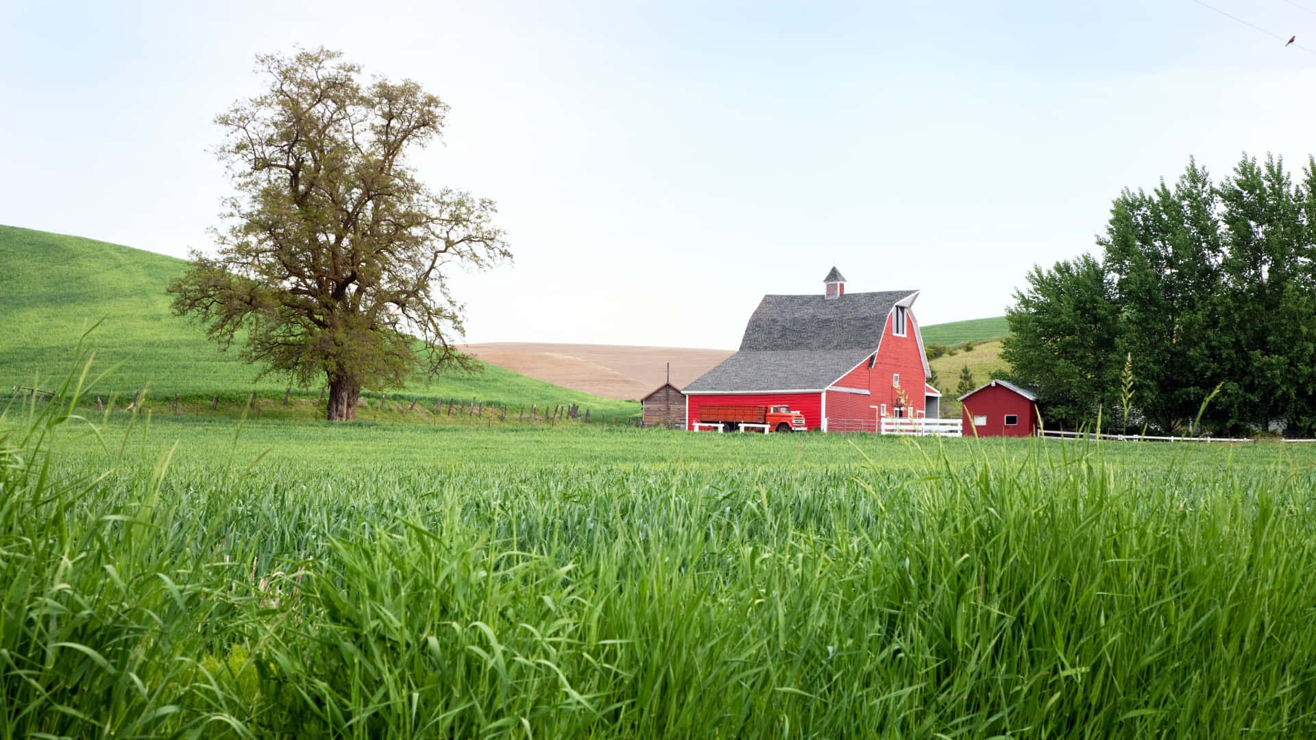 red barn, gray roof, lush green field, Full HD Desktop Wallpaper