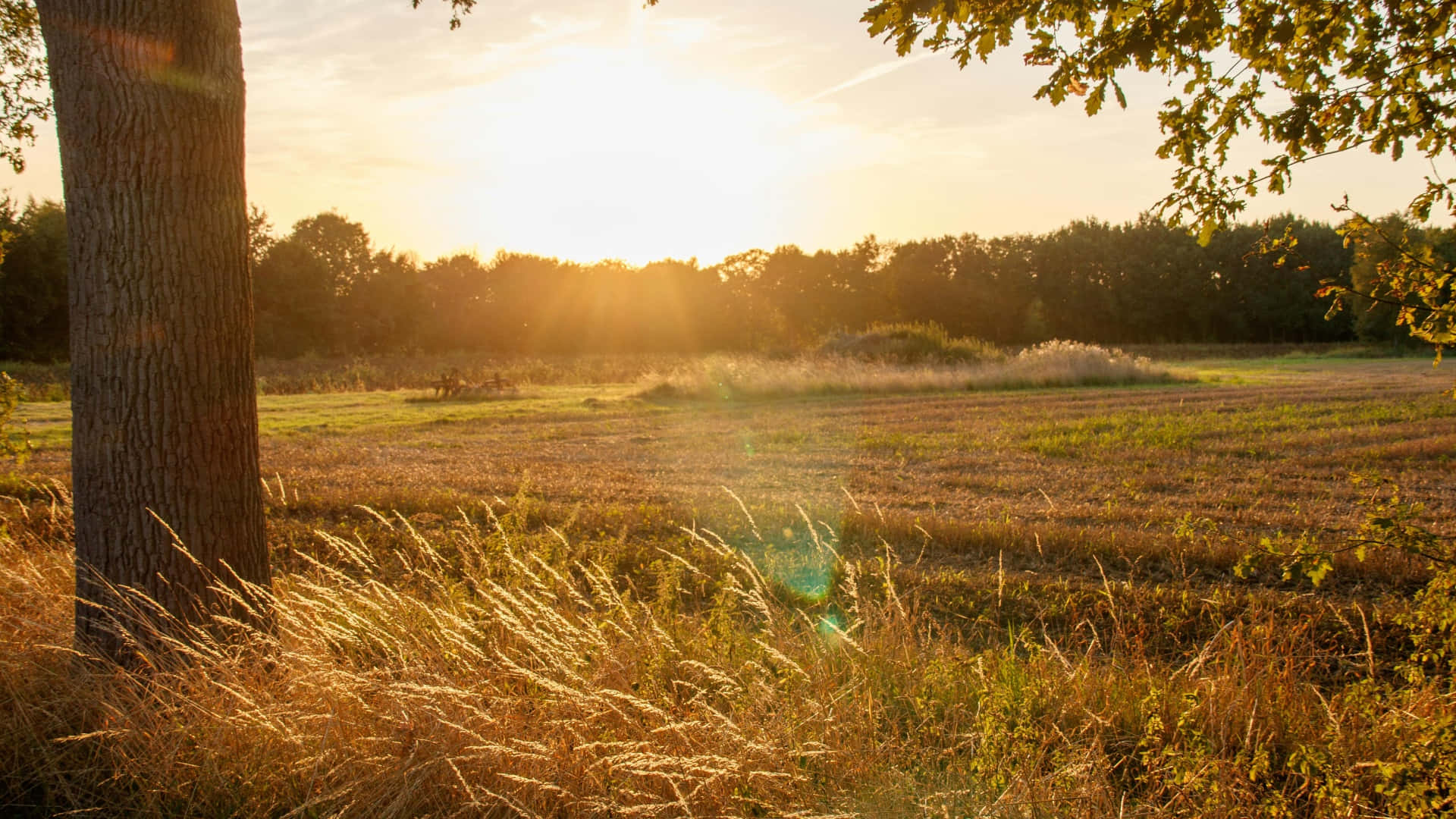 golden sunset, farmland, tall grass, Full HD Desktop Wallpaper