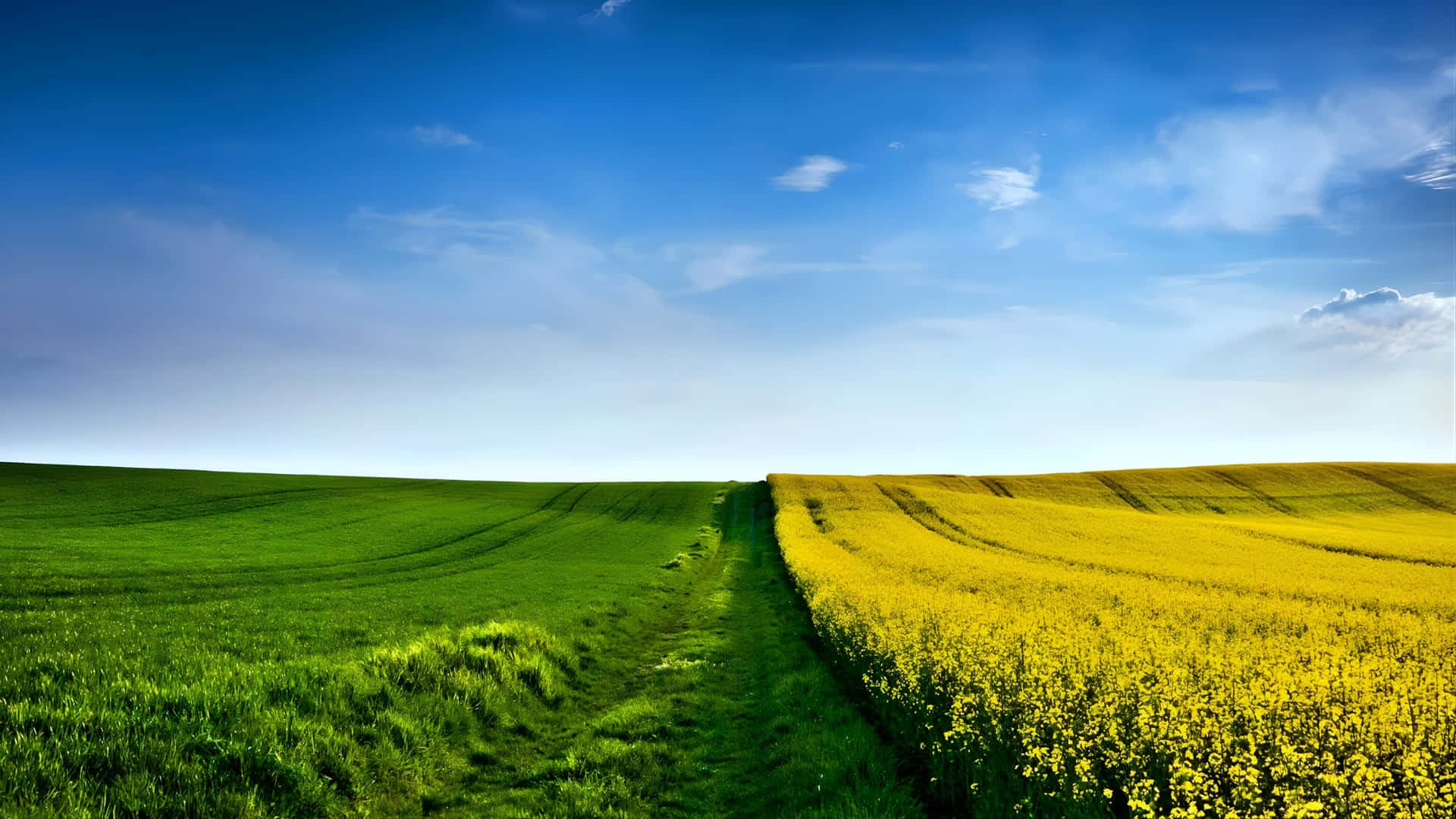 green grass, golden yellow rapeseed field, winding dirt path, Full HD Desktop Wallpaper