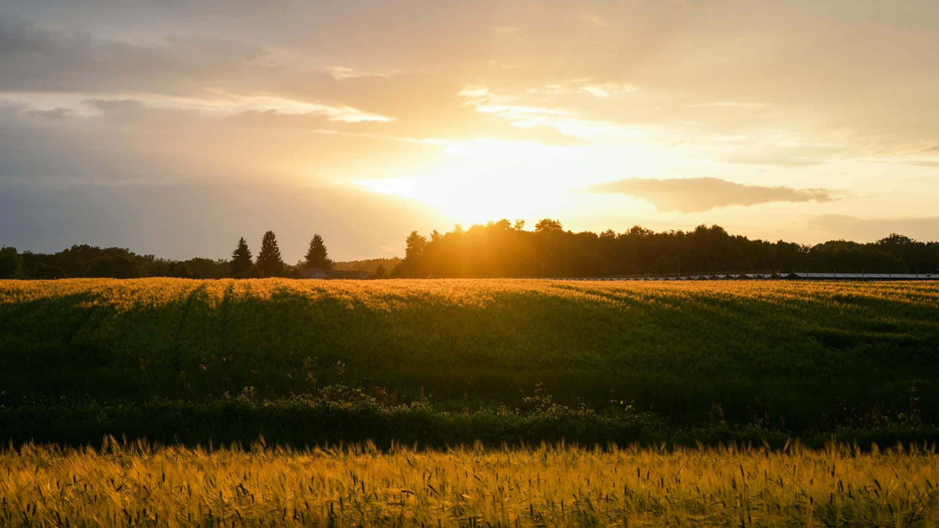 golden sunset, farmland, golden wheat field, Full HD Desktop Wallpaper