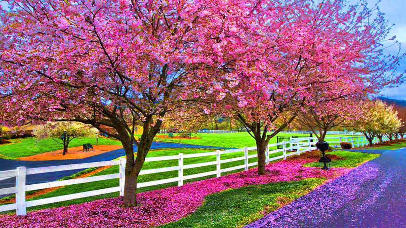 Farmville, cherry blossom trees, pink, HD Desktop Wallpaper