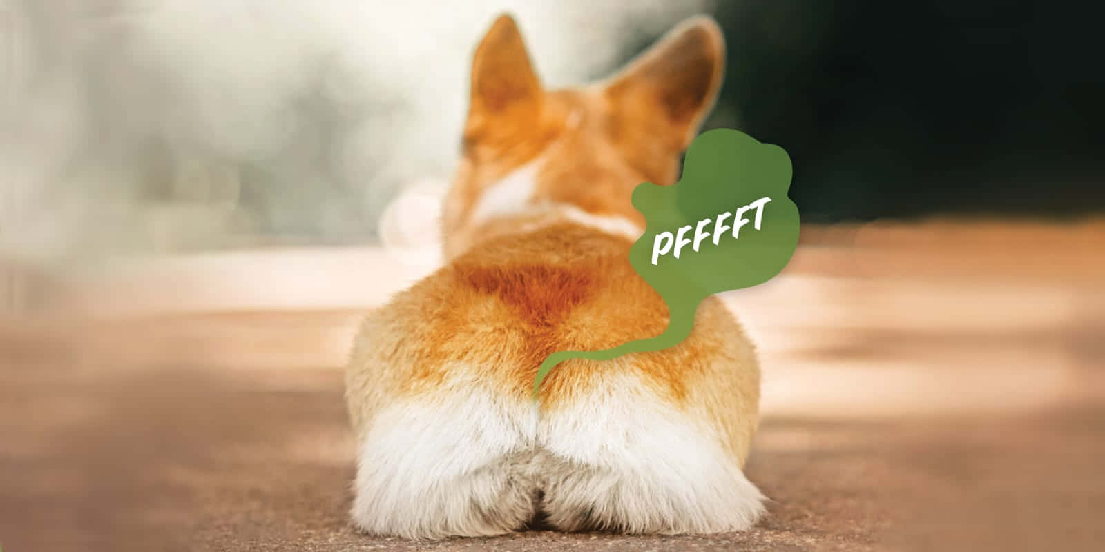 corgi, green speech bubble, pfffft, HD Desktop Wallpaper
