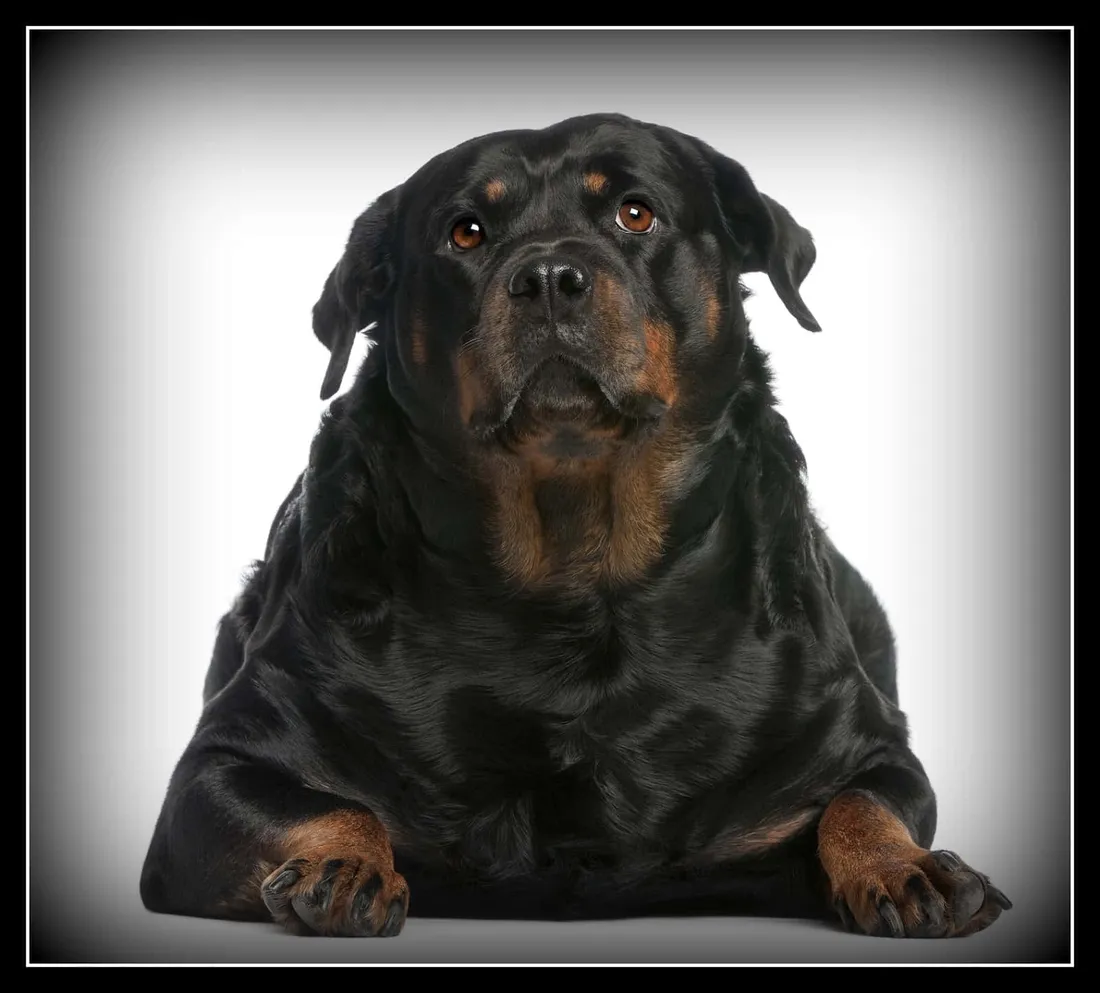 Fat Dog